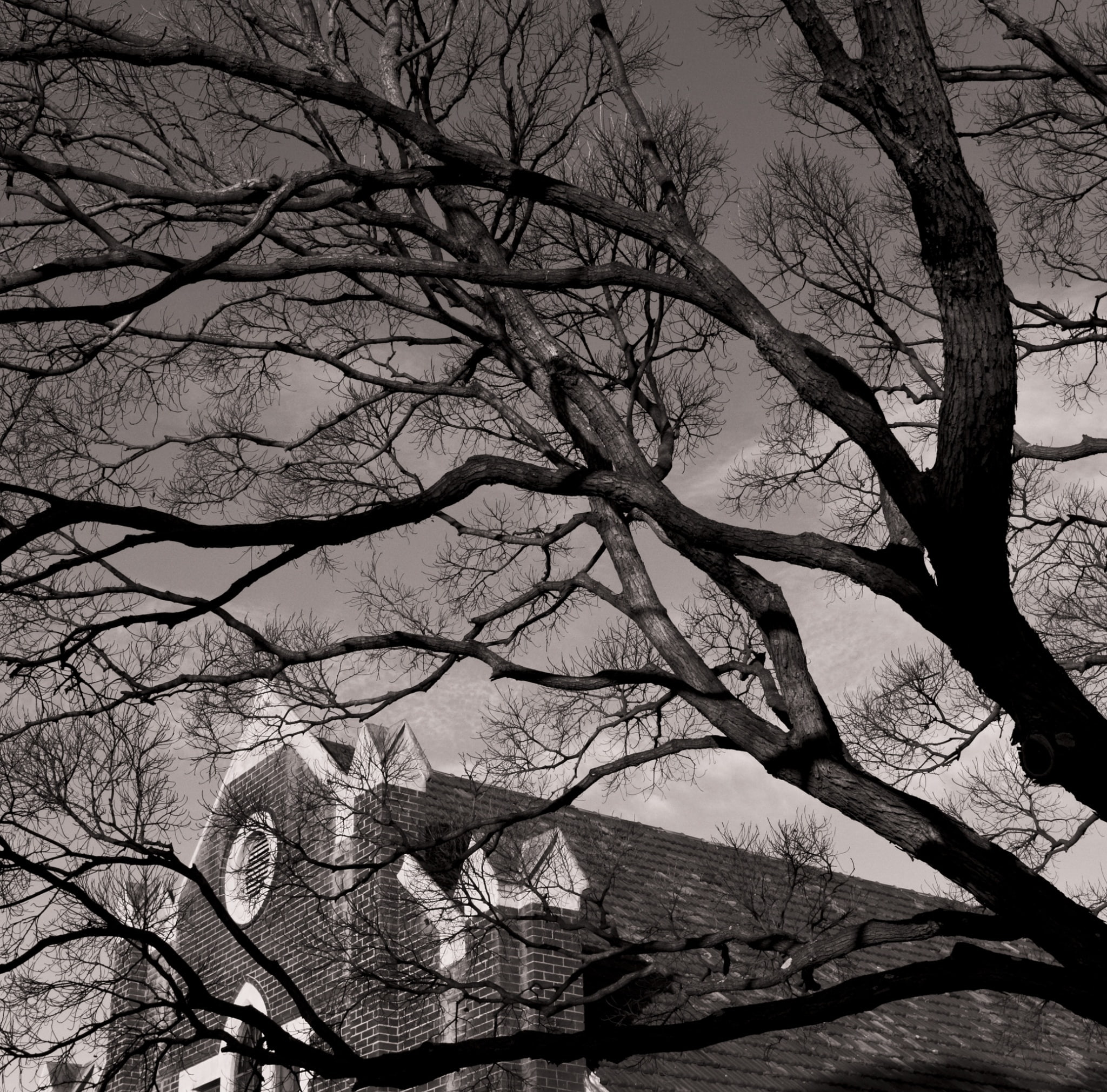 no people, trunk, spooky, tree trunk, architecture, scenics - nature, Tree, sky, nature, beauty in nature, branch, monotone, bare tree, building exterior, HD Wallpaper