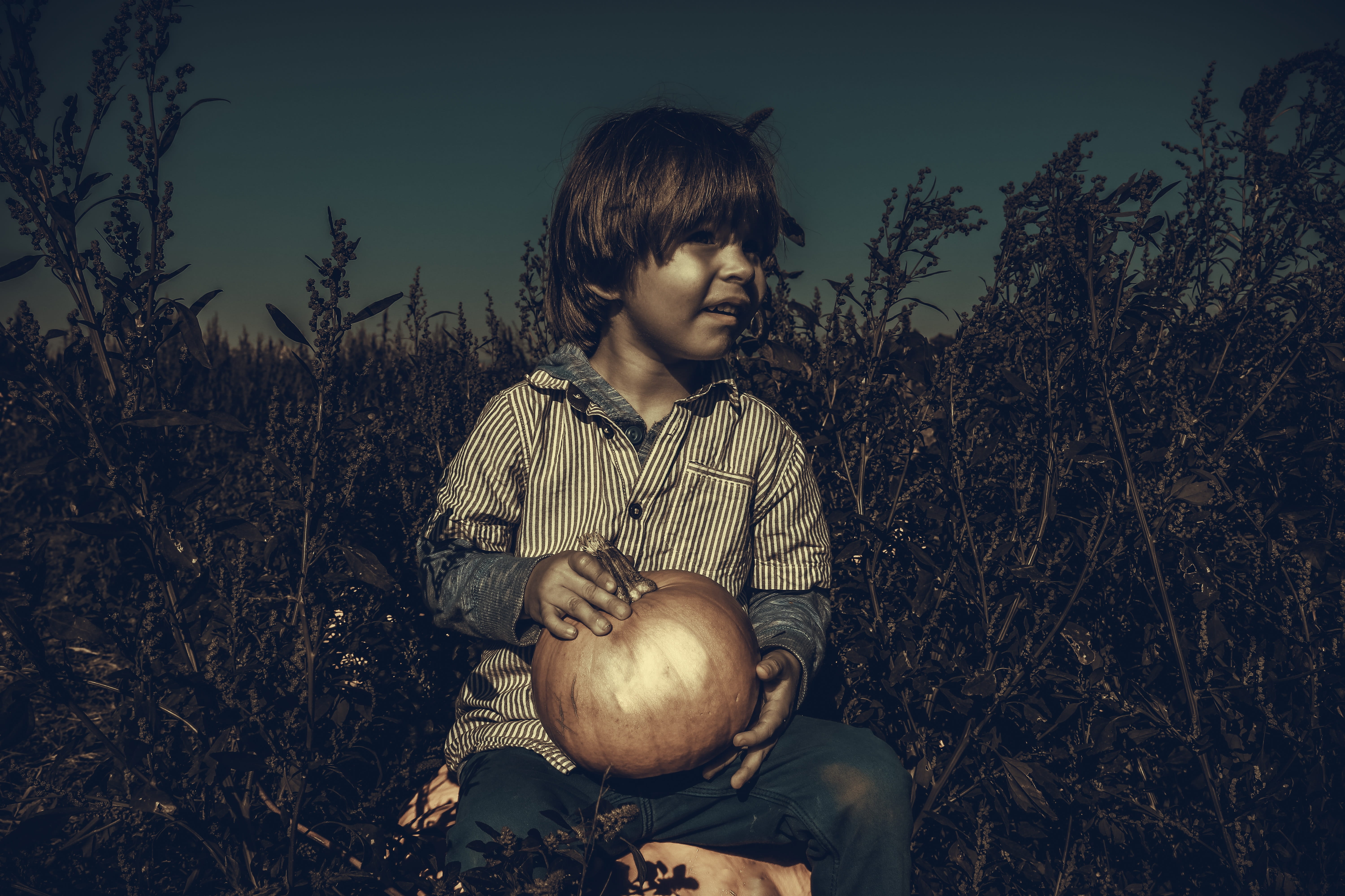 toddler, fall, front view, childhood, caucasian, outdoors, field, vegetable, food and drink, 5K, holding, season, innocence, child, boys, leisure activity, HD Wallpaper