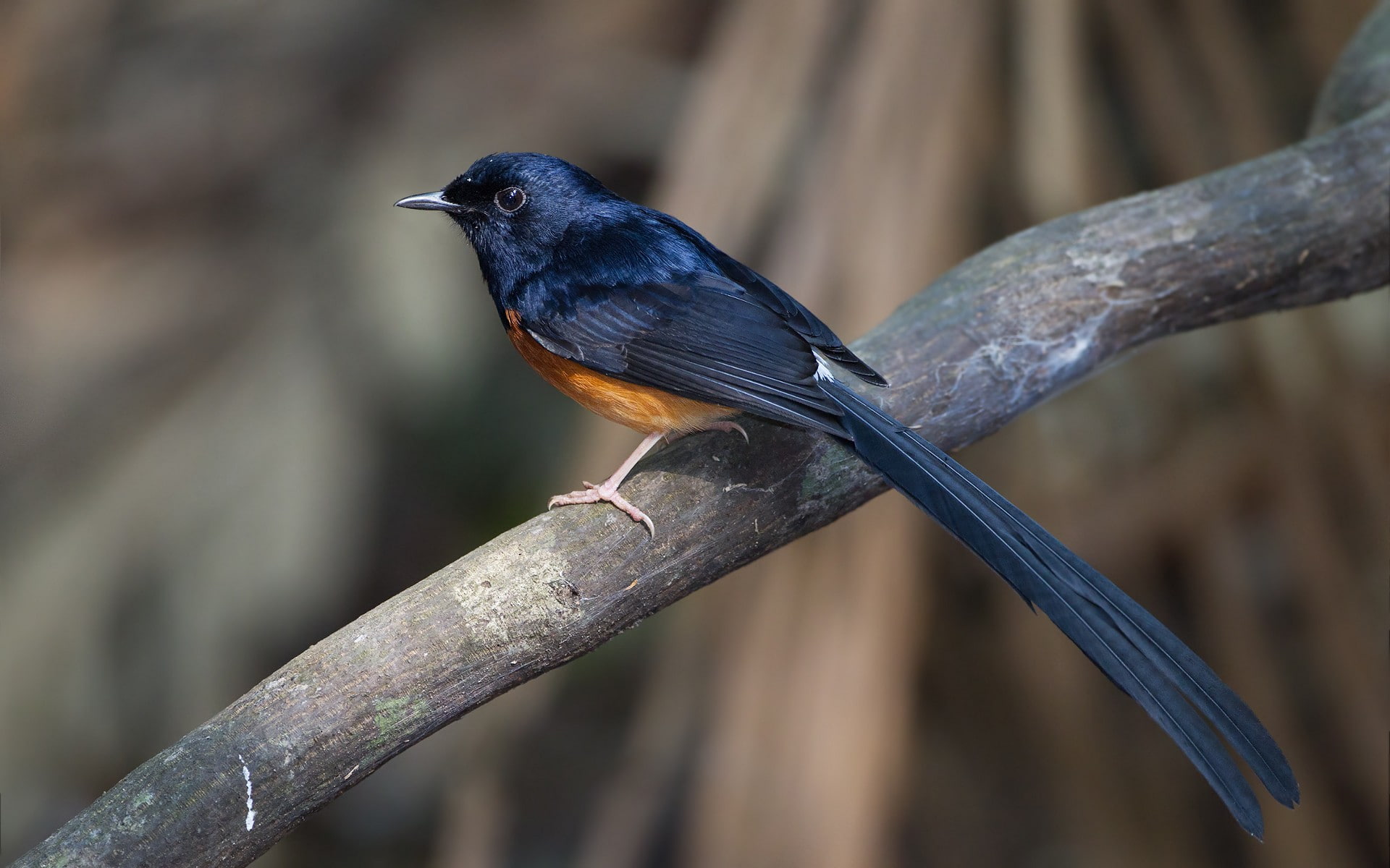 bird, focus on foreground, zoology, vertebrate, perching, animals, branch, black color, one animal, animal themes, 1080P, animals in the wild, wood - material, HD Wallpaper