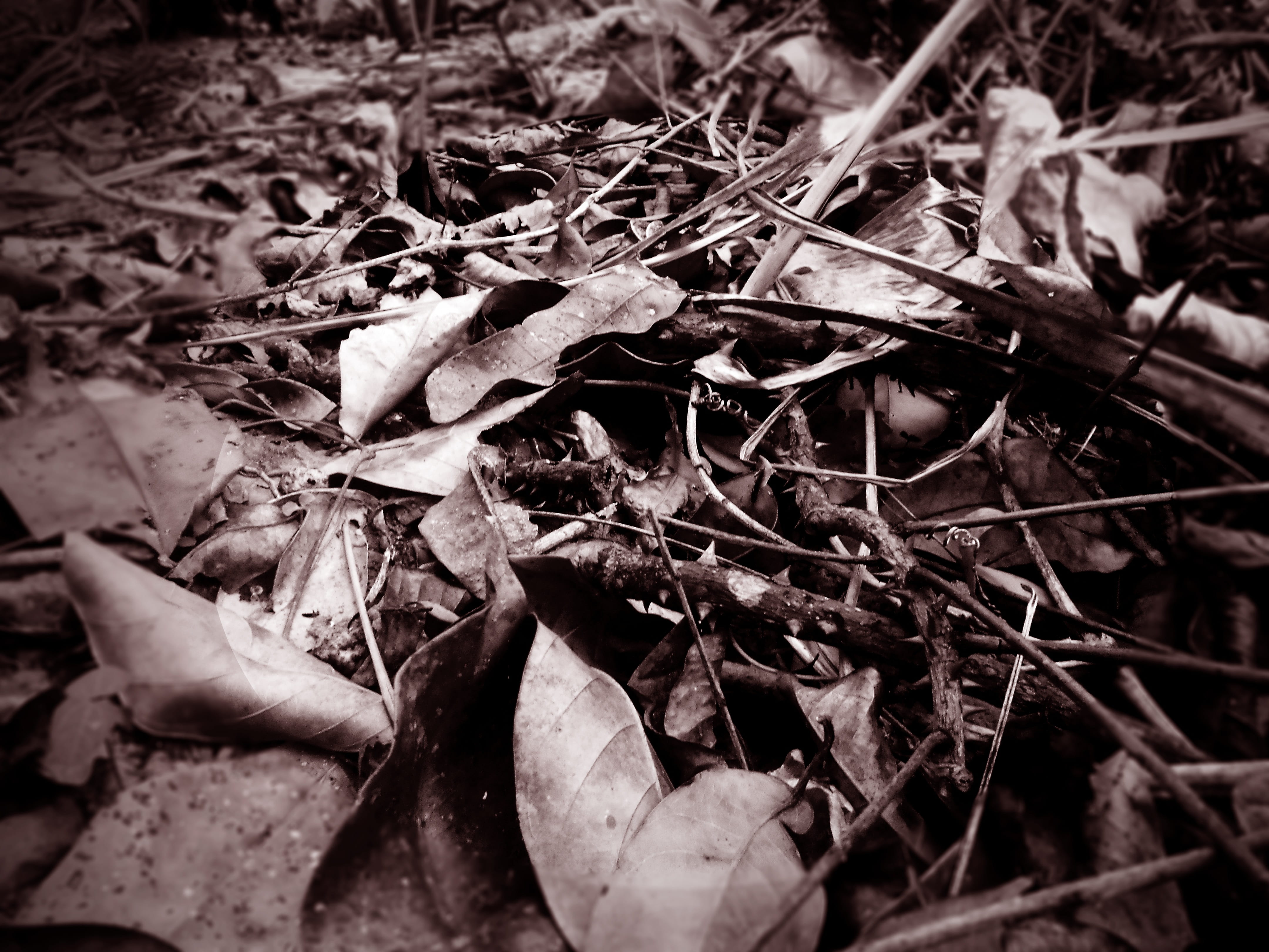 4K, falling, plant, selective focus, land, day, close-up, twig, cinematic, nature, vulnerability, fragility, field, dry, old, leaf, dried, forest, stick - plant part, HD Wallpaper