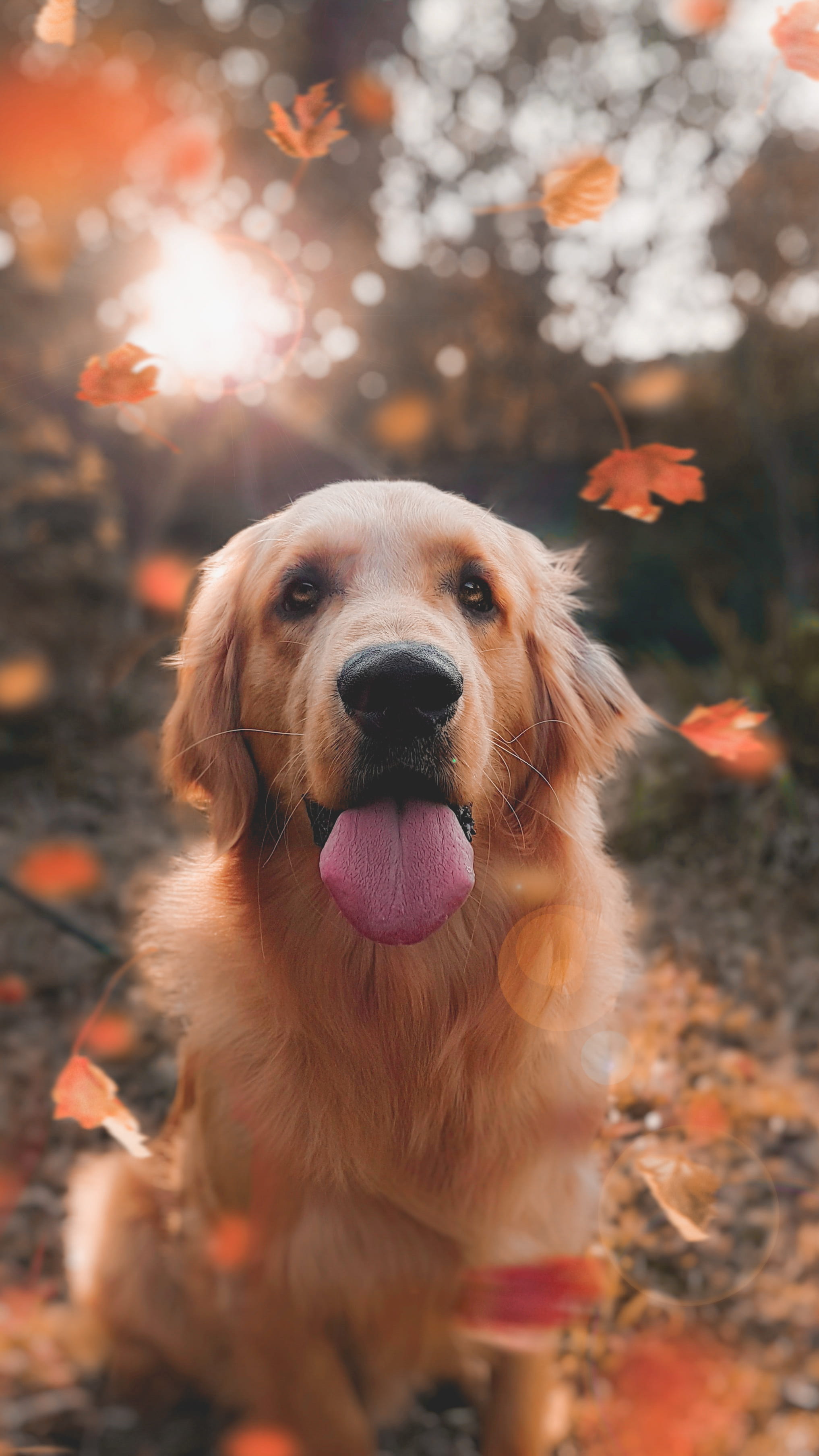 canine, pets, no people, golden, sticking out tongue, animal themes, panting, animal head, mouth open, animal, one animal, fall, retriever, fur, facial expression, Phone HD Wallpaper