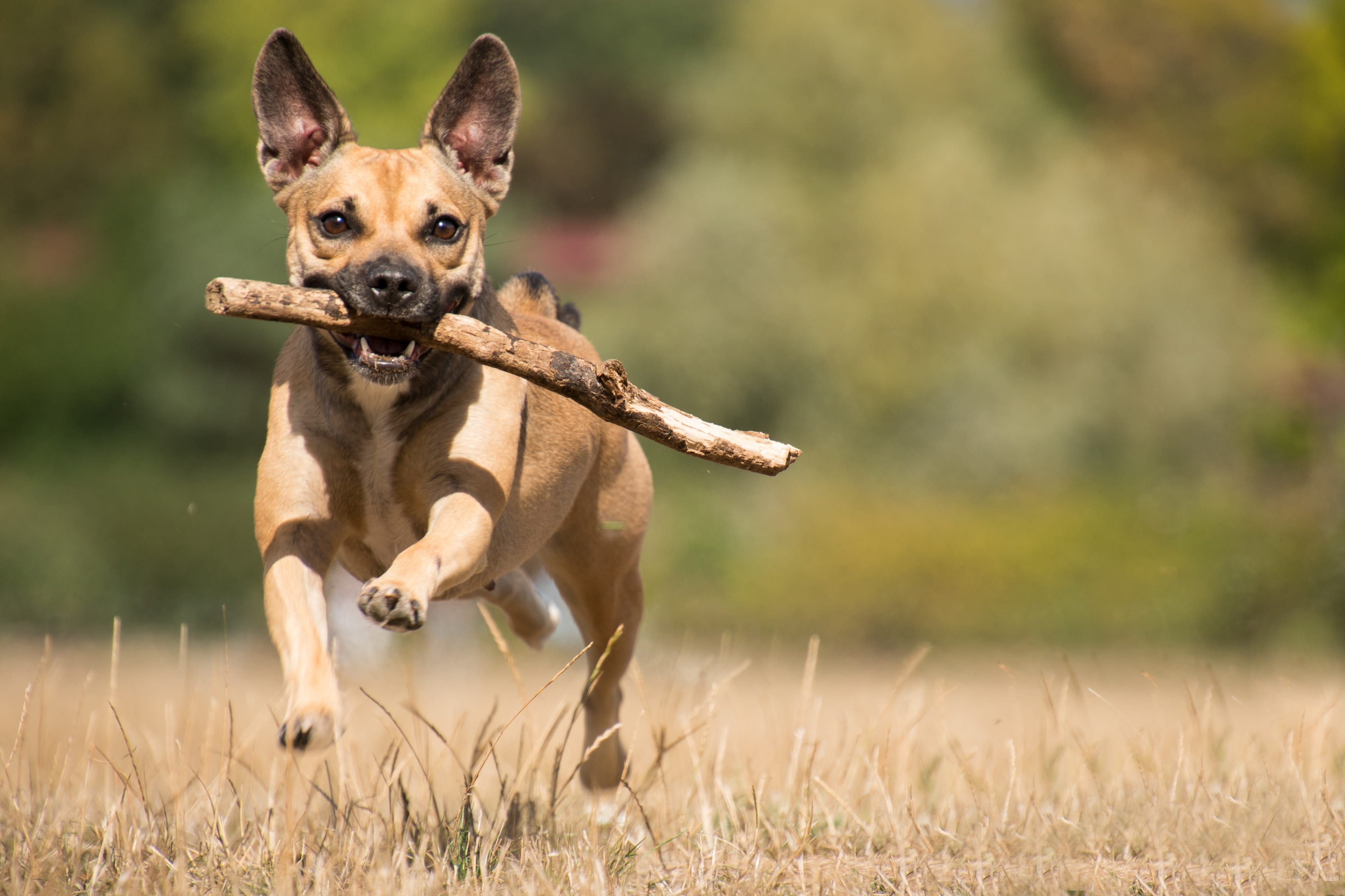 canine, stick - plant part, race, play, purebred dog, land, dog, animal themes, outdoors, hybrid, mammal, floor, grass, looking at camera, domestic animals, HD Wallpaper