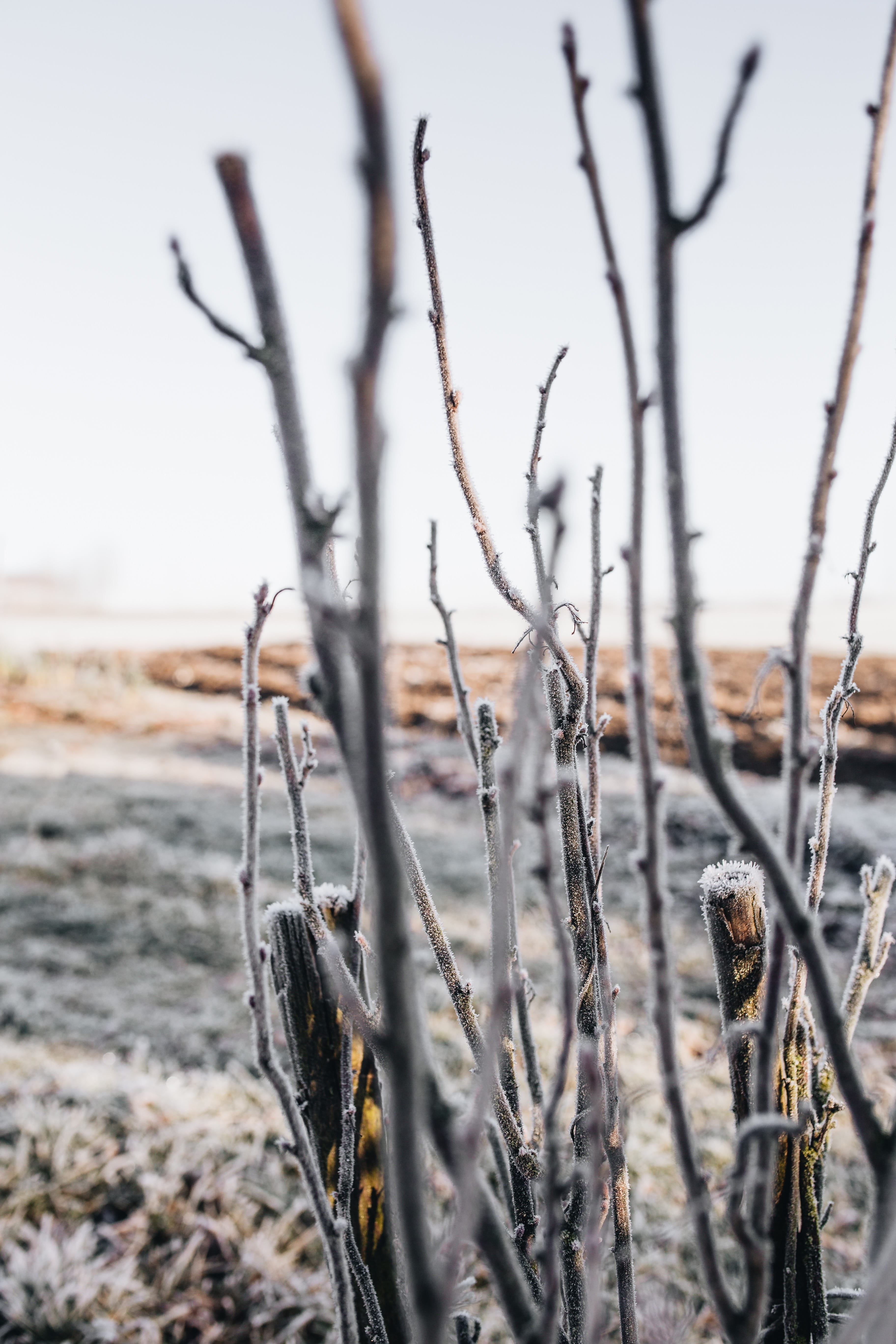 stick - plant part, land, no people, beauty in nature, frozen, dry, wilted plant, focus on foreground, winter, sky, tranquil scene, plant, landscape, cold, Phone HD Wallpaper