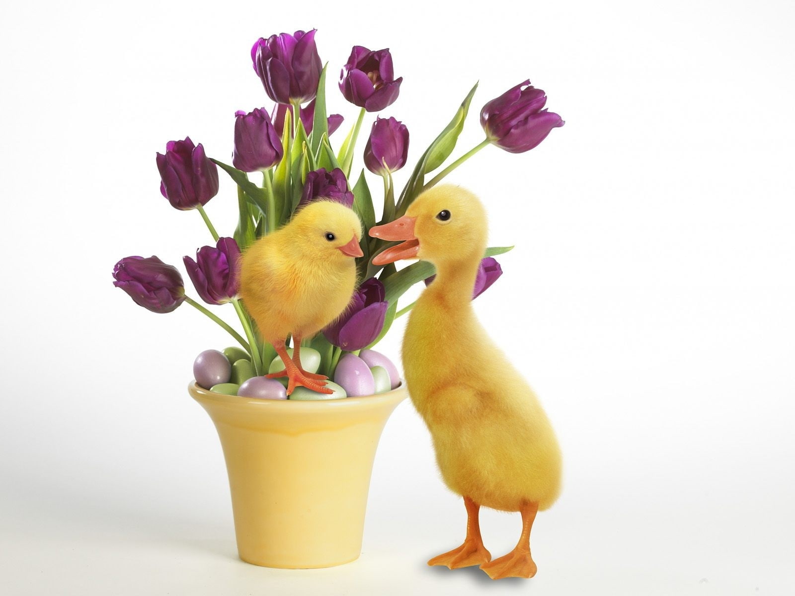720P, purple, hd, ducks, art, nature, baby, x, animals, easter, flowers, birds, duckling, HD Wallpaper