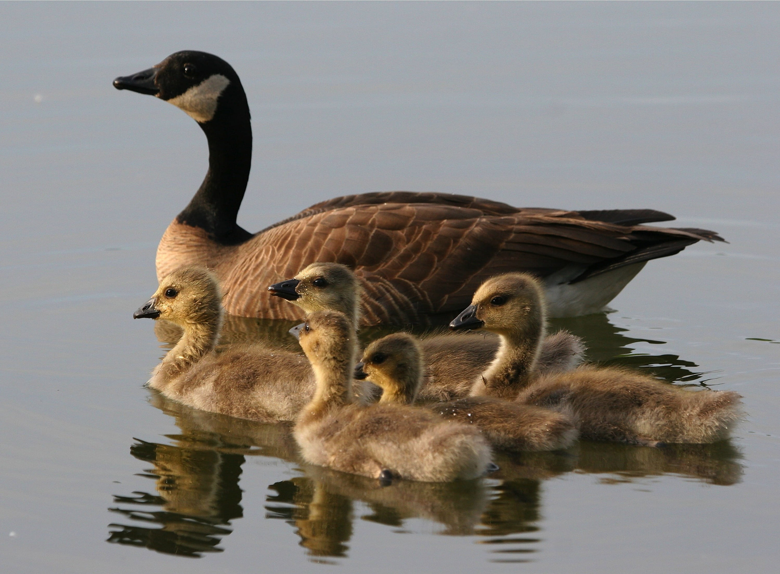 swimming, animals in the wild, wildlife, alaska, anchorage, gosling, no people, animal, 2K, day, nature, animal family, goose, water, group of animals, HD Wallpaper