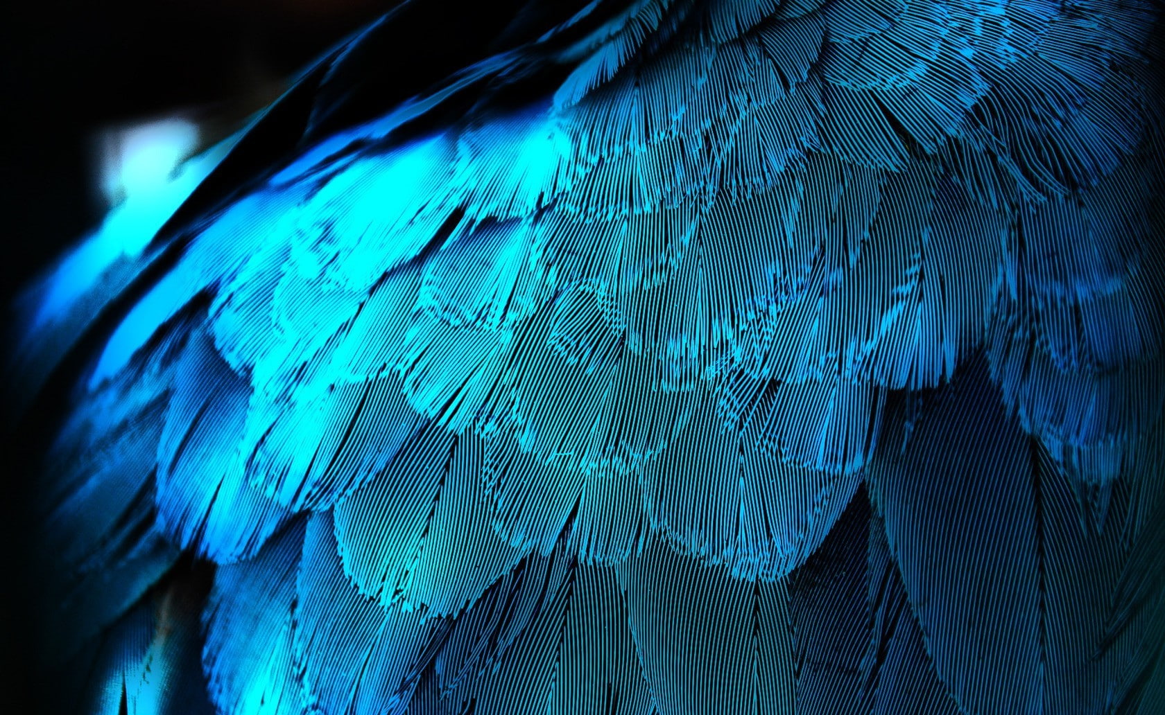 abstract, colour, color, Bird, close up, photography, art, 720P, hd, feathers, Blue, HD Wallpaper
