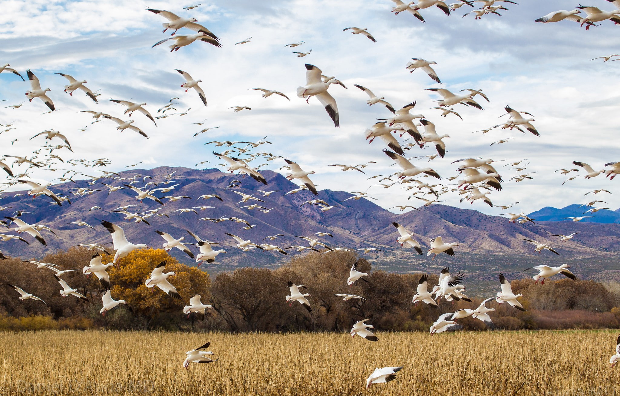 sky, Nature, Birds, duck, field, 1080P, goose, white, black, flock, flight, HD Wallpaper