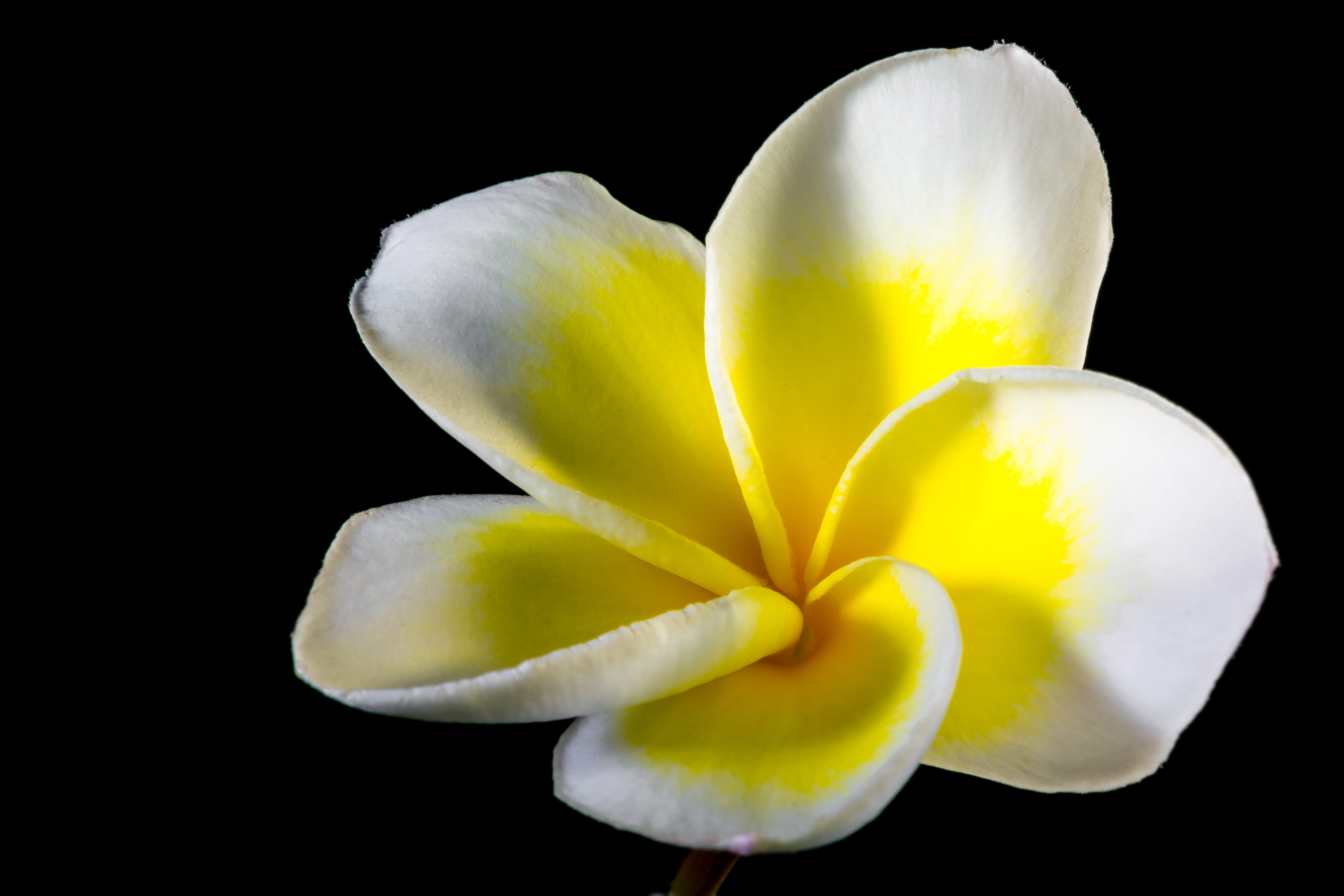 cut out, 5K, softness, fragility, orchid, temple tree, freshness, flowering plant, vulnerability, close, black background, photography, white, inflorescence, HD Wallpaper