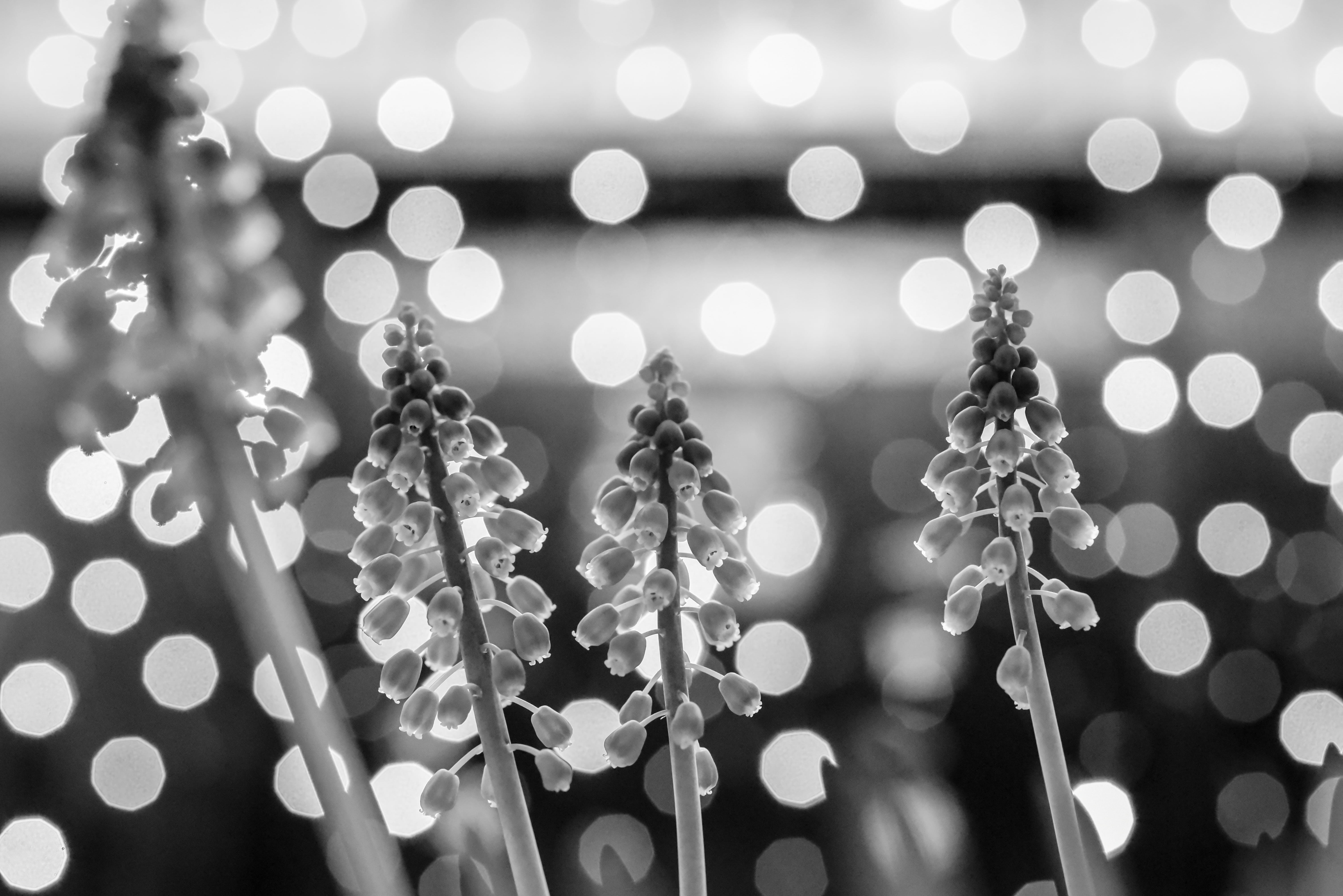 selective focus, black and white, plant, decoration, no people, defocused, christmas, focus on foreground, beauty in nature, blue bell, lens flare, holiday, HD Wallpaper
