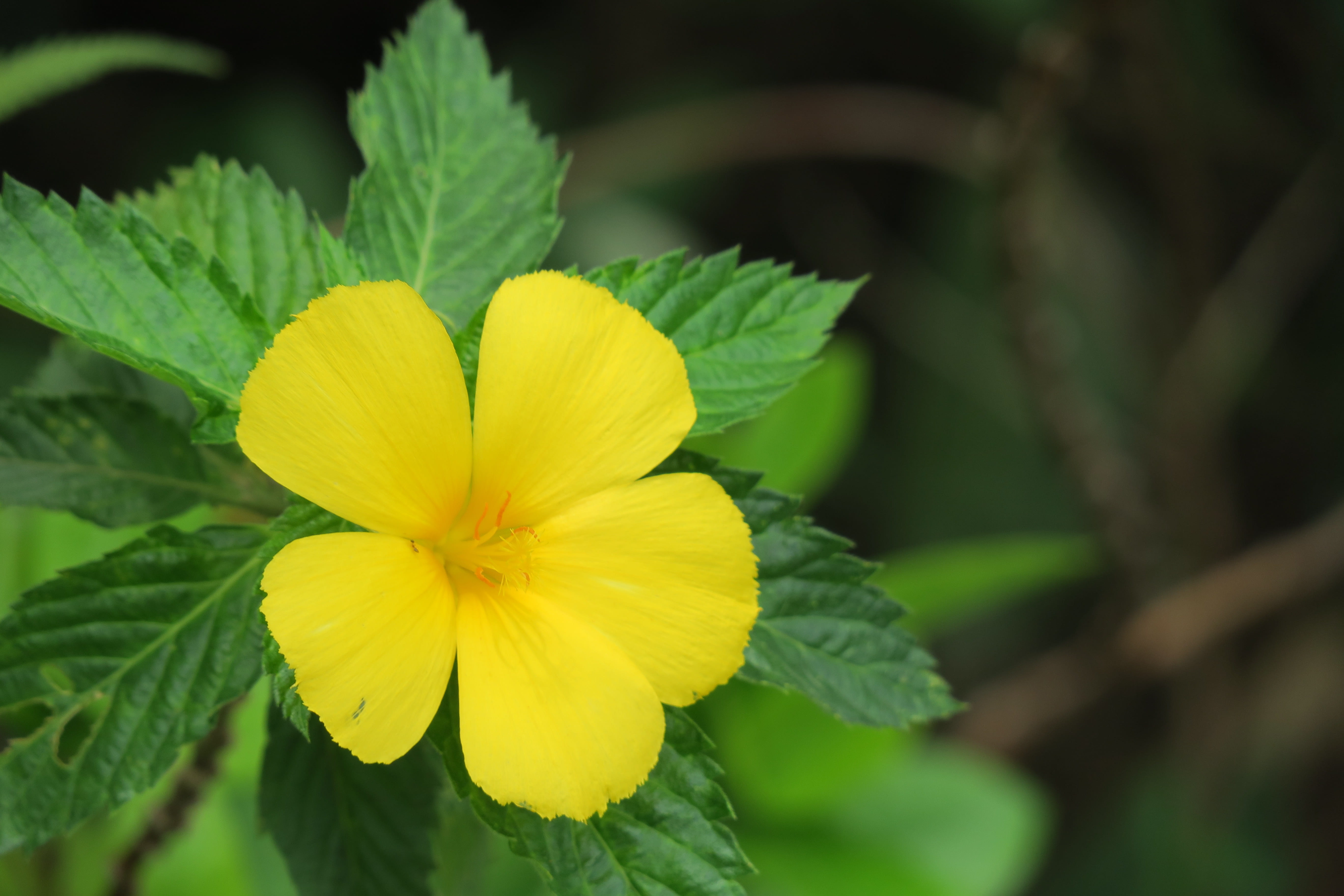 vulnerability, flowers, wild flowers, petal, inflorescence, plant, garden, park, summer, exquisite, outdoors, plant part, yellow, growth, nature, spring, HD Wallpaper