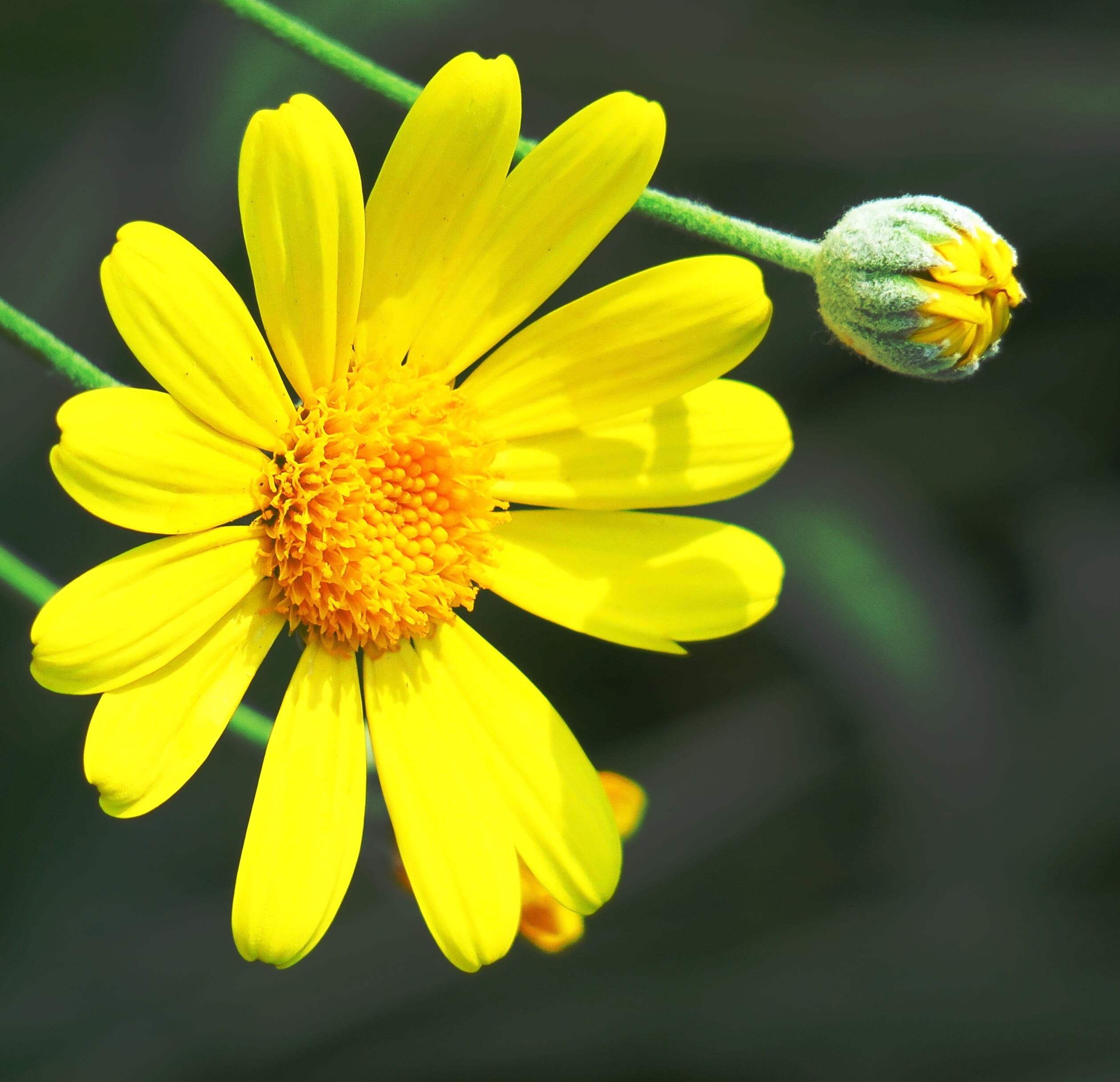 beautiful, bloom, plant, yellow, summer, exquisite, fresh, focus on foreground, flowers, beauty in nature, day, leaf, flower head, freshness, fragility, HD Wallpaper