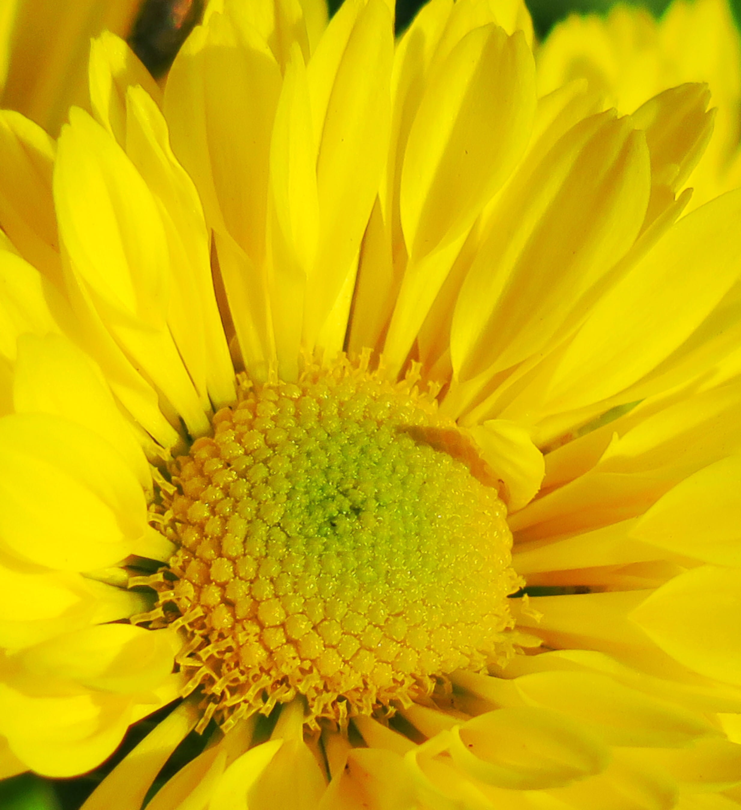 chrysanthemum, petal, fresh, outdoors, full frame, flowering plant, bright, freshness, no people, pollen, outdoor, natural, flowers, life, yellow flower, Phone HD Wallpaper