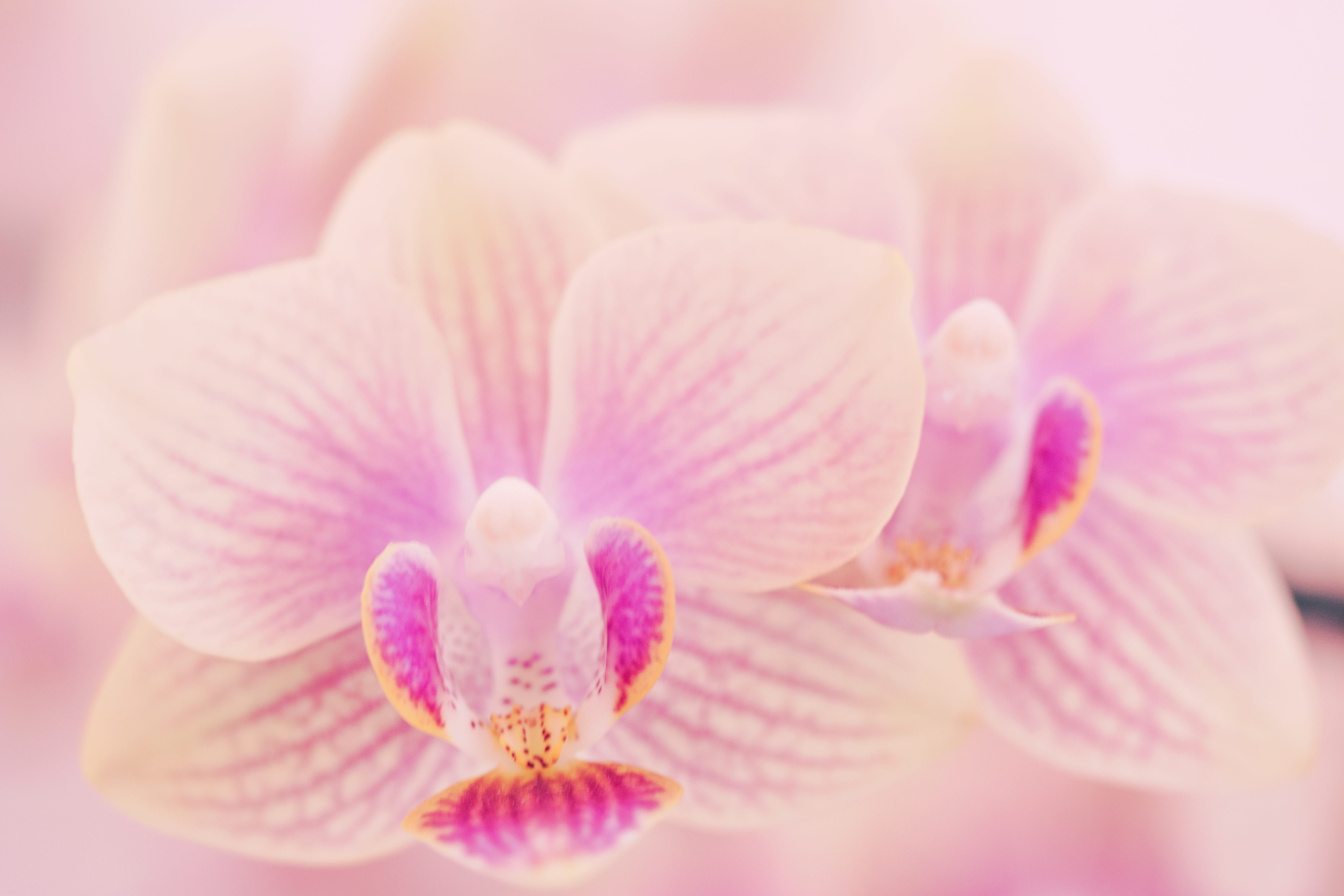 tropical, purity, softness, flower, outdoors, exquisite, phalaenopsis genus, beautiful, elegant, growth, beauty in nature, studio shot, selective focus, HD Wallpaper