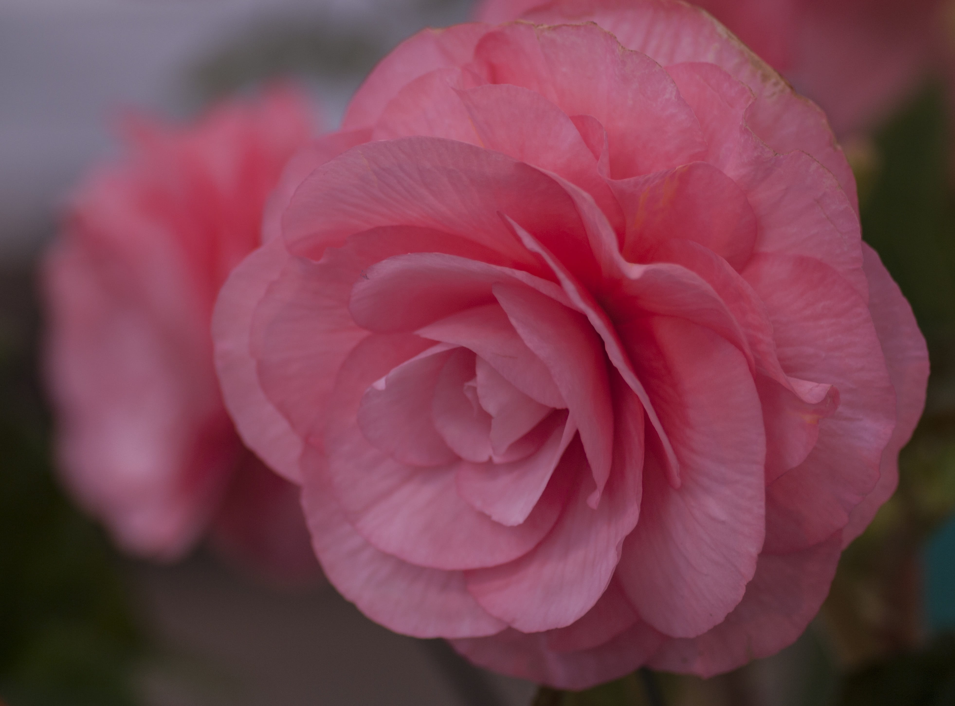 colorful, bright, fragile, meadow, rose, outdoors, botanical, close-up, delicate, spring, Pink, stunner, freshness, petal, Flora, Macro, flower head, stunning, HD Wallpaper