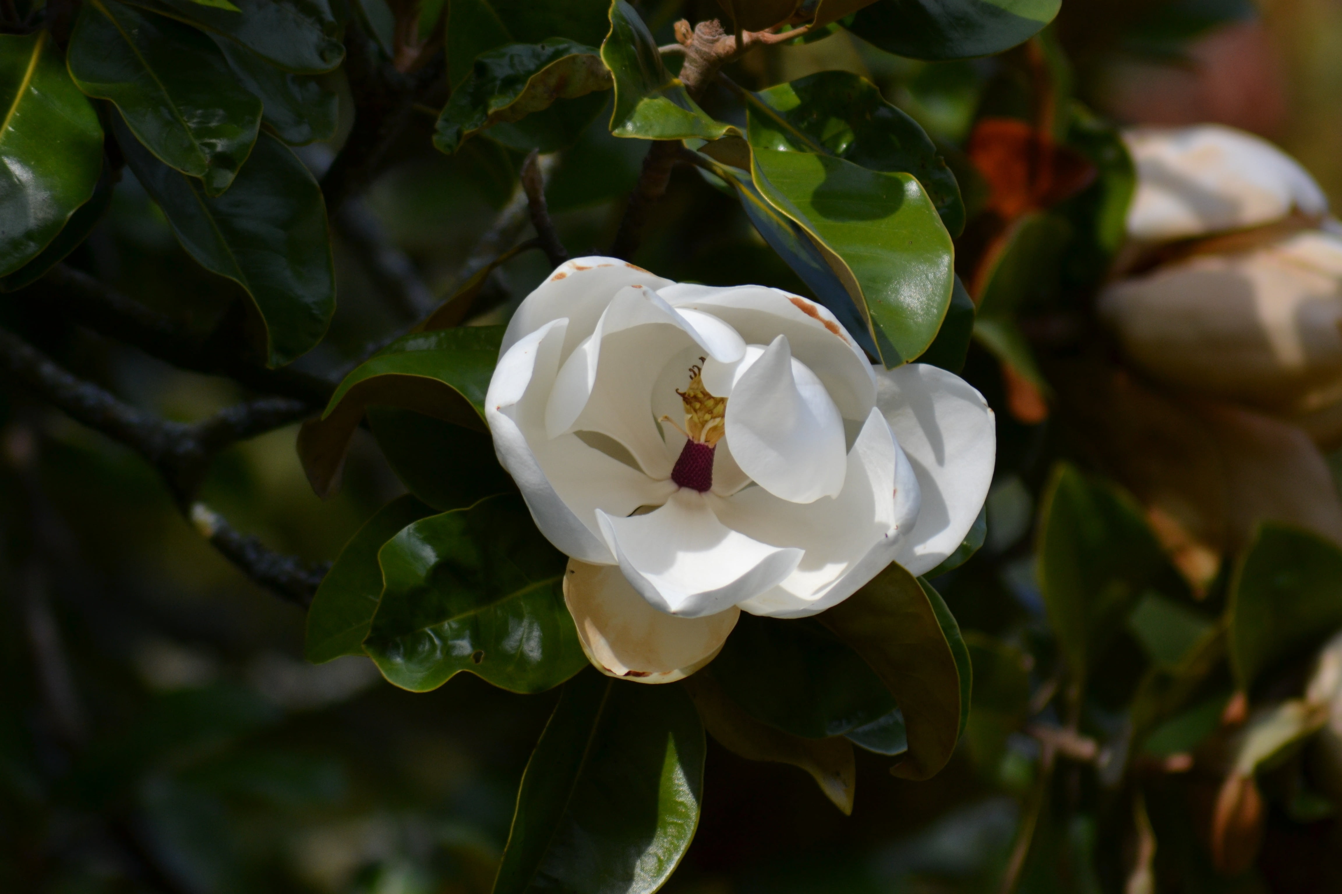 tree, exquisite, plant, rose, inflorescence, close-up, green leaves, outdoors, growth, petals, day, magnolia grandiflora, purity, fragility, freshness, HD Wallpaper