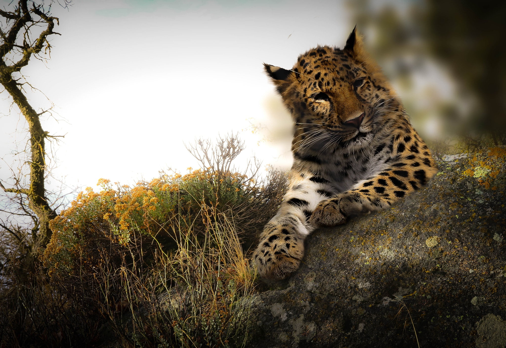 domestic animals, one animal, 1080P, no people, animals in the wild, big cats, carnivora, cat, wildlife, whisker, feline, animal, nature, sky, vertebrate, HD Wallpaper