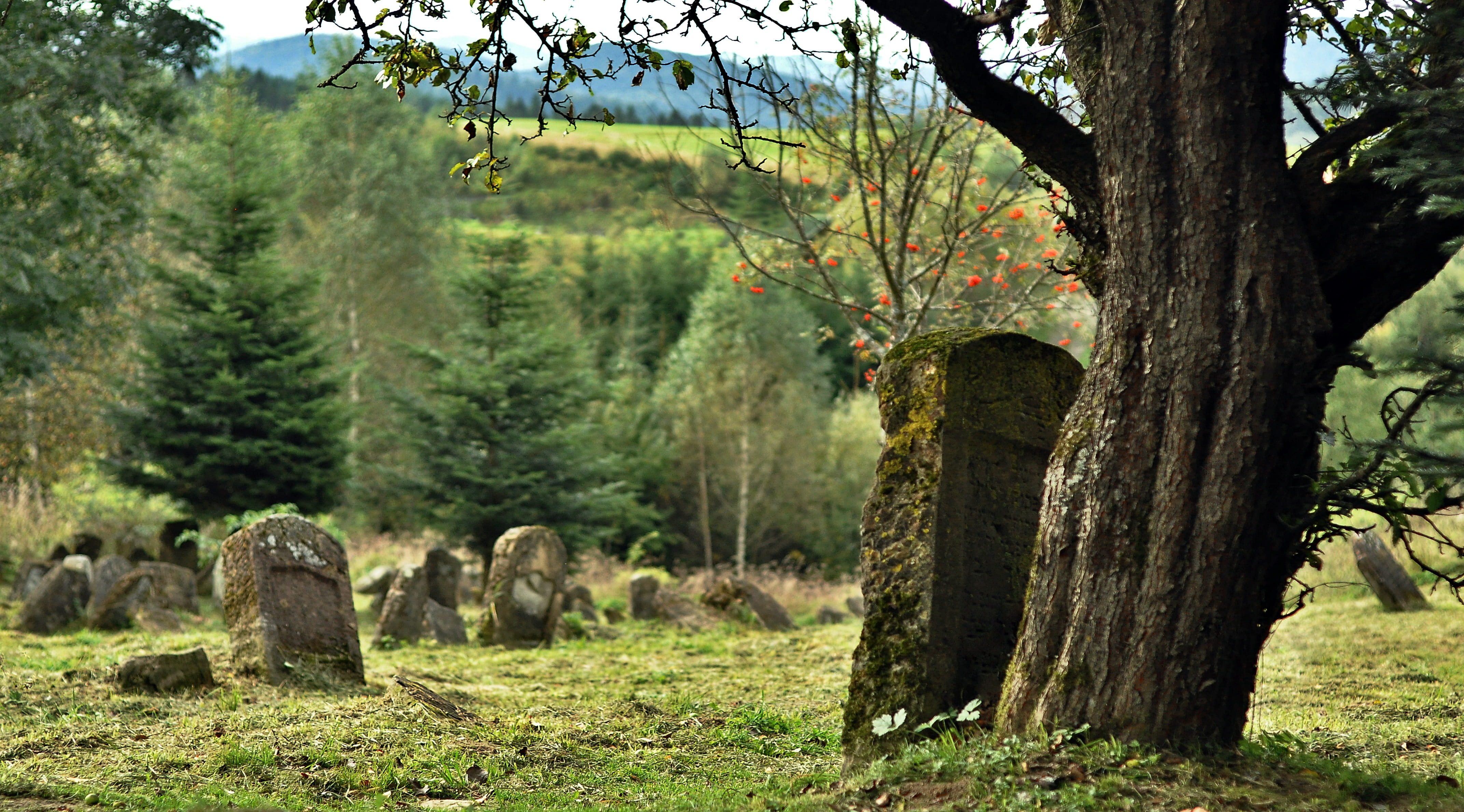 scenics - nature, jewish, 4K, tranquil scene, nature, growth, field, woodland, outdoors, green, beauty in nature, pine, land, green color, matzeva, tombstone, HD Wallpaper