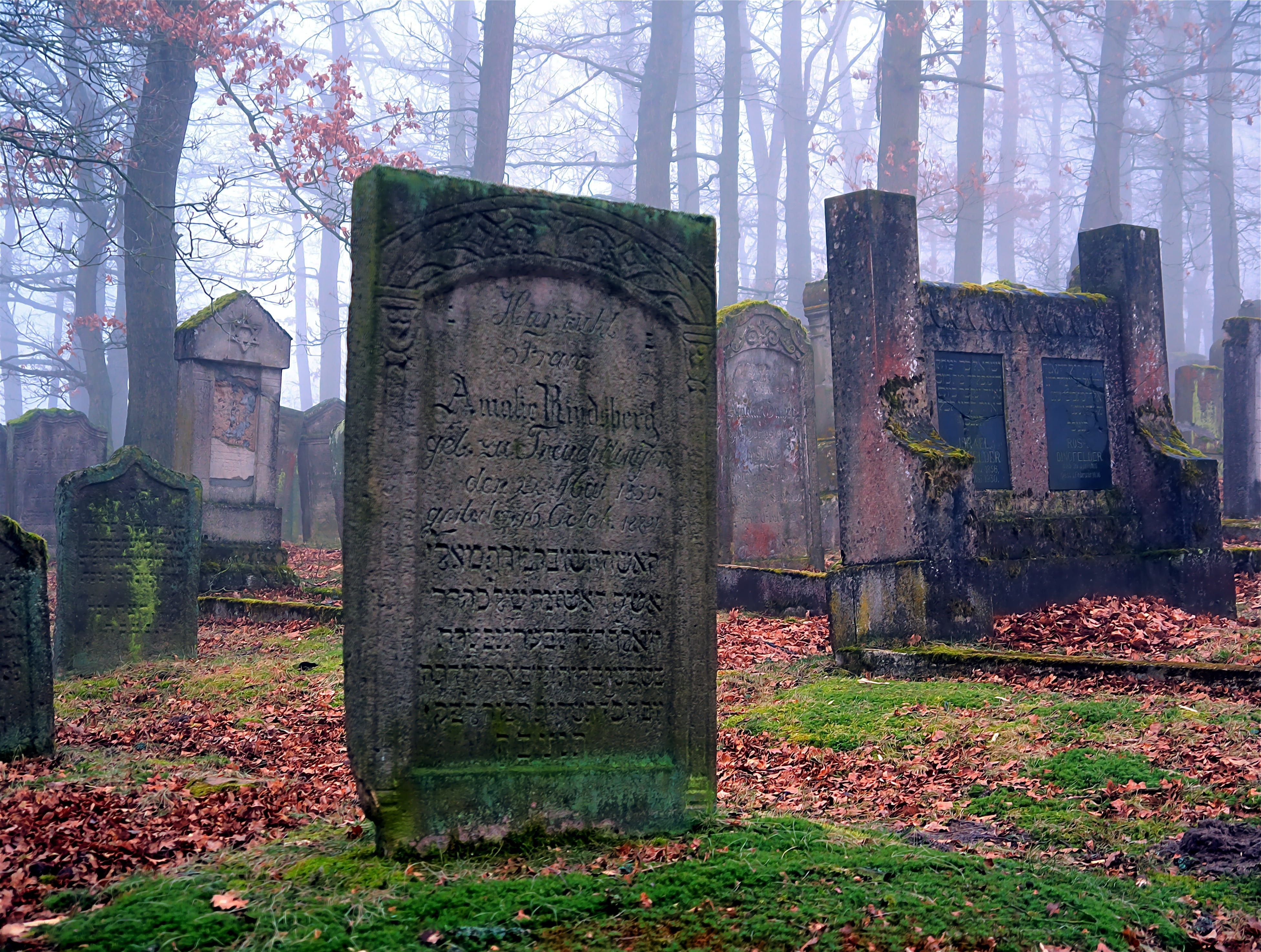 forest, plant, the past, nature, memorial, jewish, lined, religion, architecture, outdoors, 4K, spirituality, no people, cemetery, grave, history, stone, HD Wallpaper