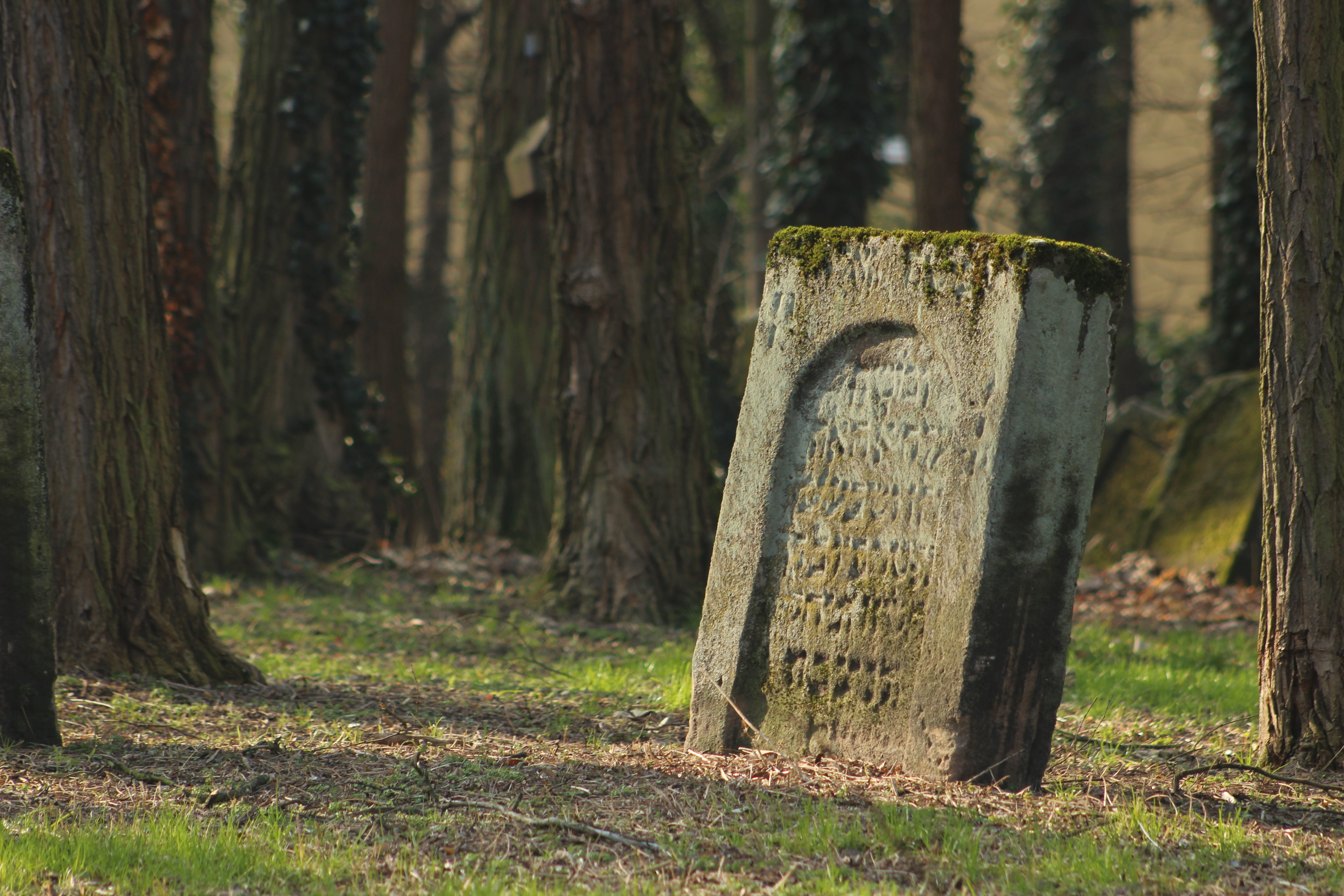 western script, text, history, tree, plant, overgrown, ancient times, sign, tree trunk, stone, grave stones, mourning, trunk, trees, nature, still, moss, HD Wallpaper