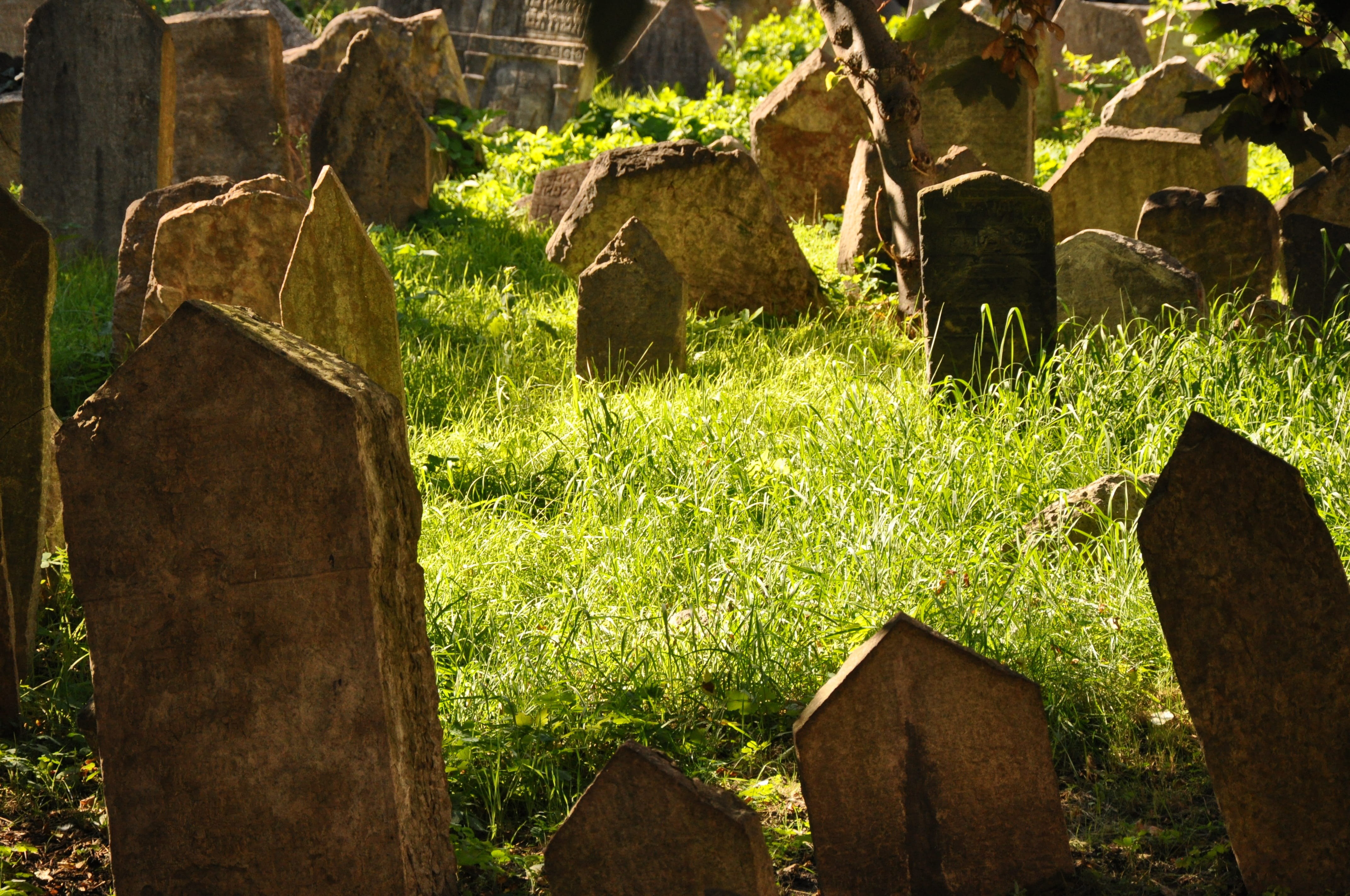 grave, built structure, tree, growth, green color, the past, 4K, antiquity, land, Jewish Cemetery, nature, outdoors, building exterior, cemetery, grass, HD Wallpaper
