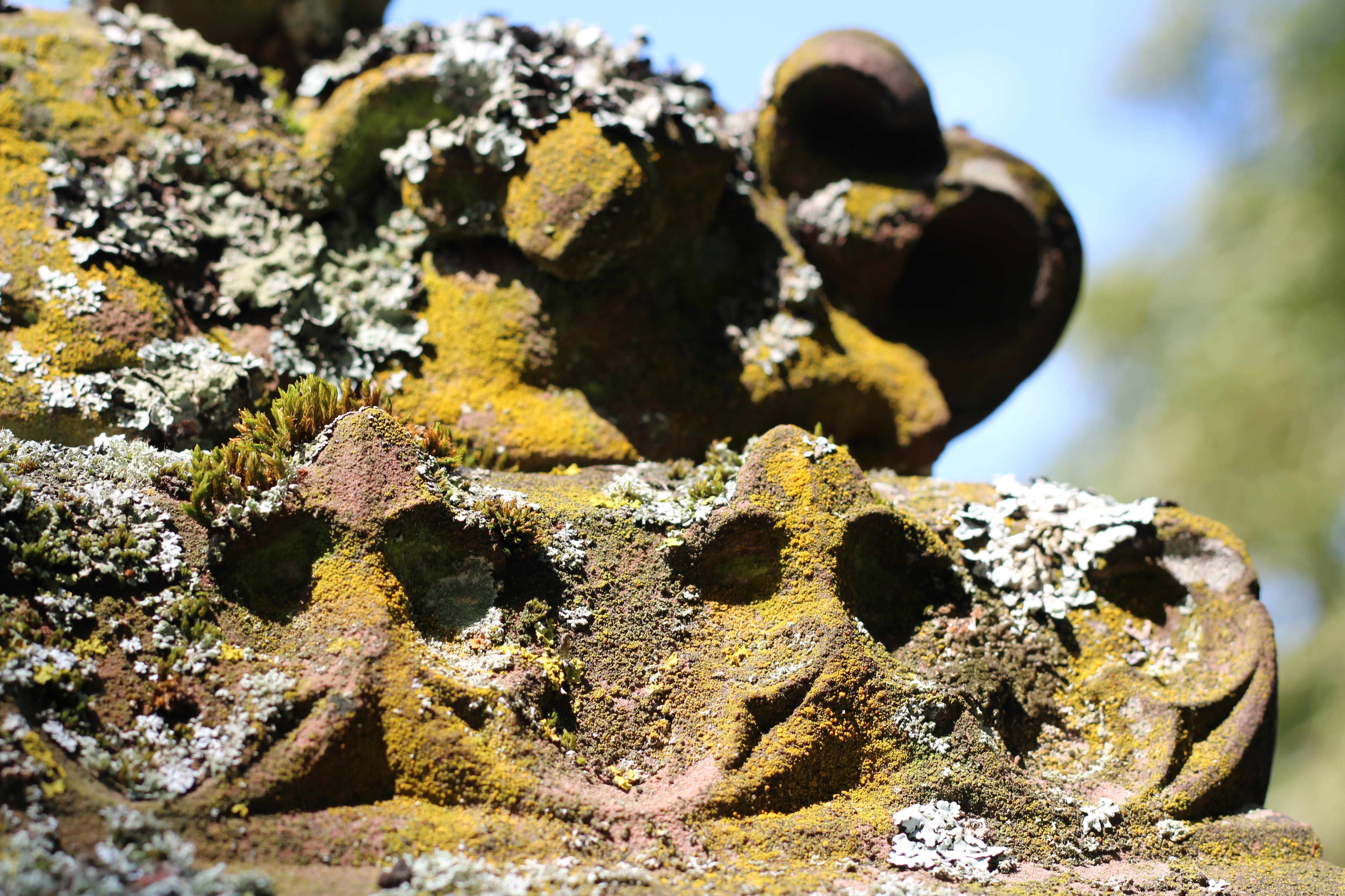 rock carving, land, textured, 5K, last calm, no people, solid, resting place, old cemetery, nature, rock, weathered, sunlight, abandoned, green color, HD Wallpaper