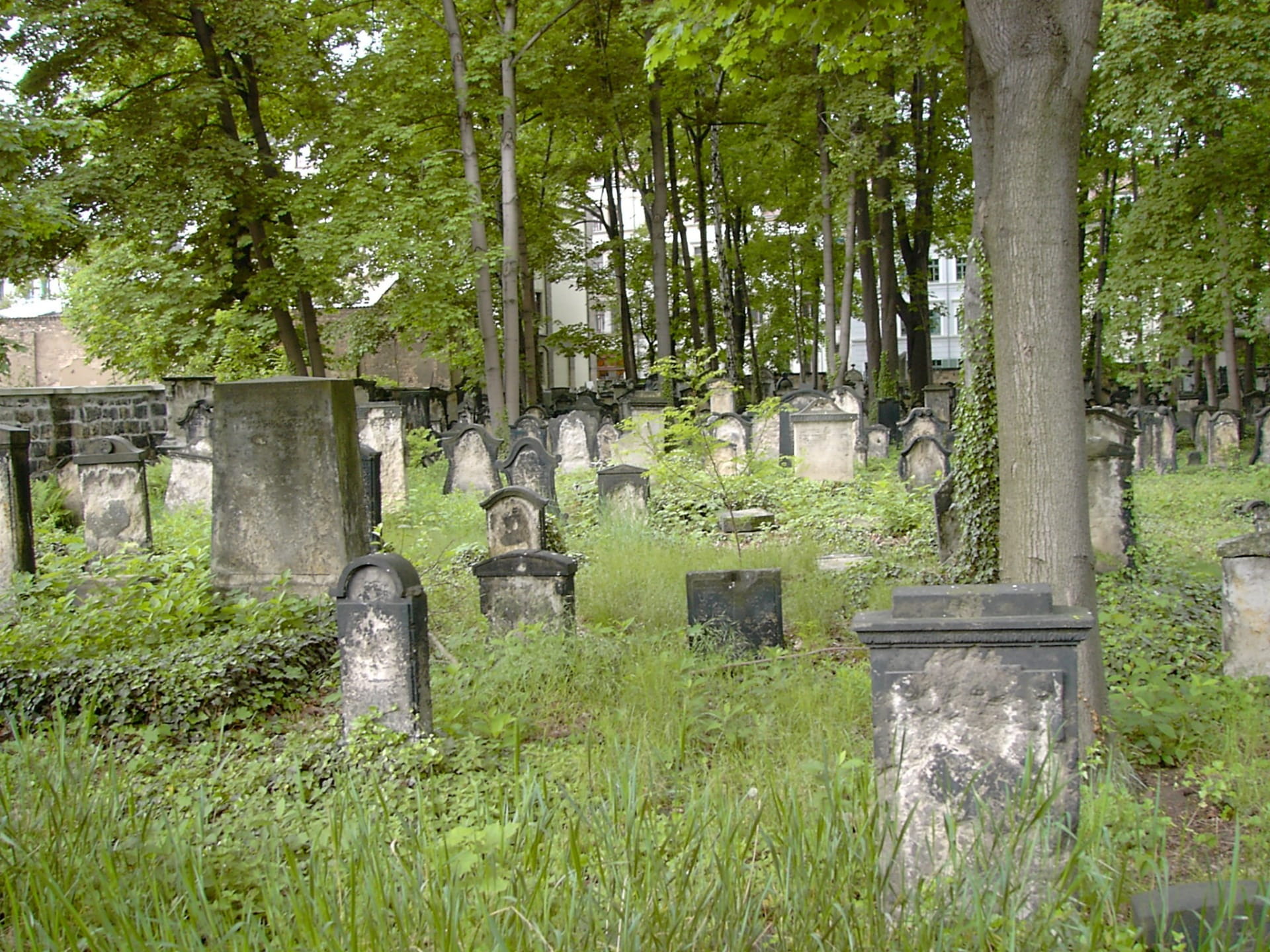neustadt, grave, day, outdoors, Old Jewish Cemetery, green color, tree, stone, no people, cemetery, Dresden, memorial, plant, grass, Neustadt, nature, tombstone, HD Wallpaper