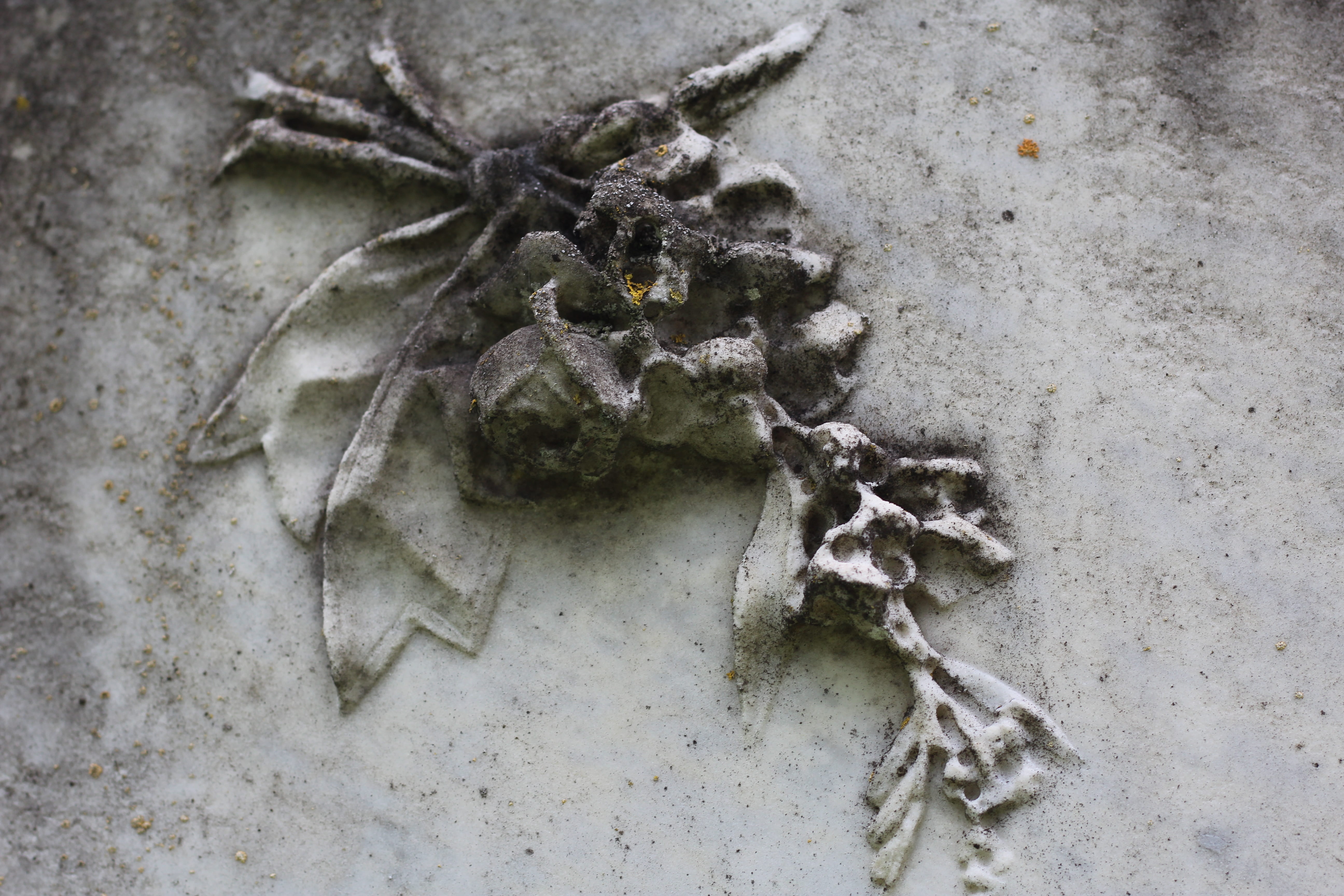 rock carving, skeleton, resting place, tombstone, nature, 5K, bone, jewish cemetery, animal bone, one animal, land, animal body part, outdoors, ornament, HD Wallpaper