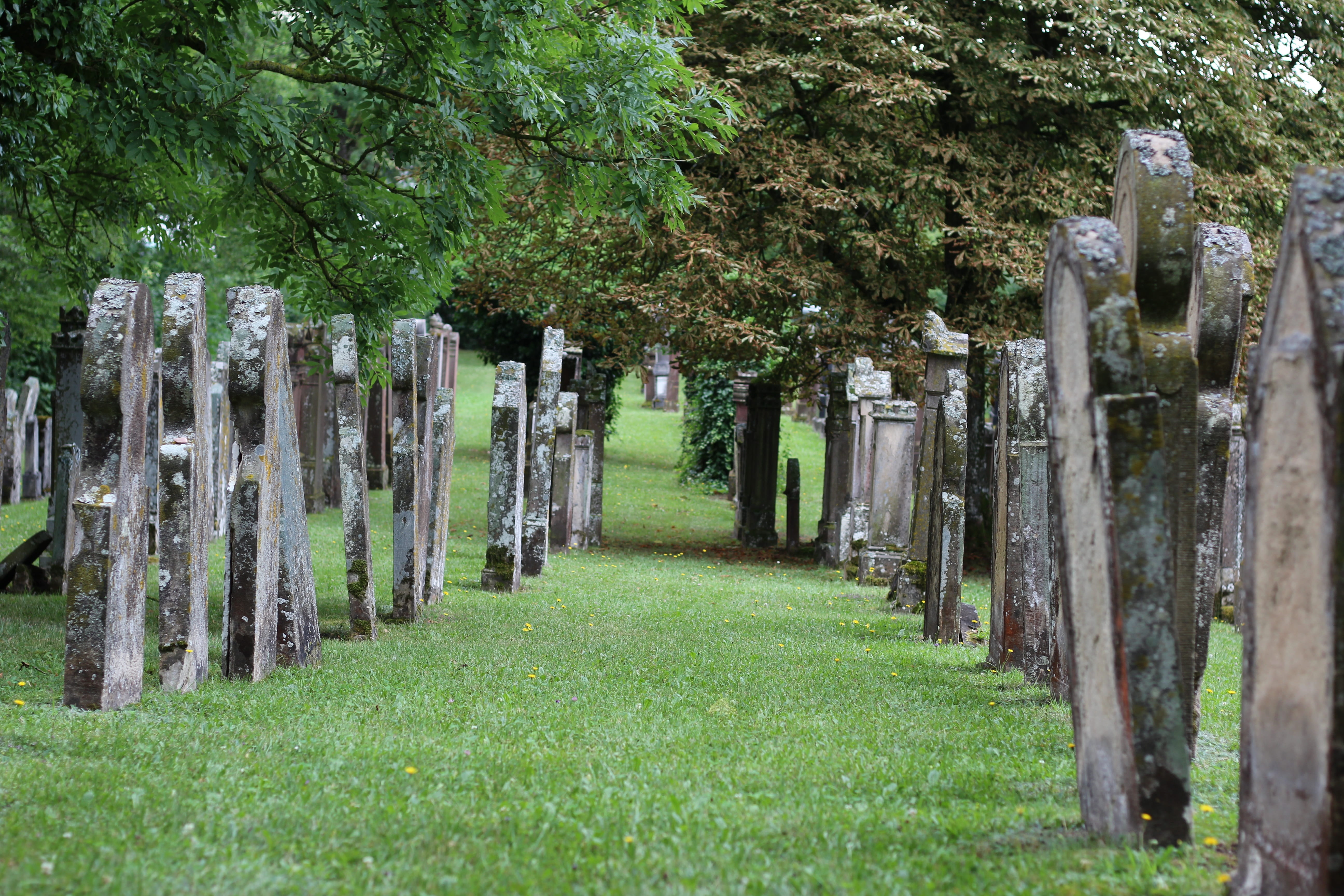 tree, architecture, treelined, land, nature, tombstone, resting place, green color, beauty in nature, no people, history, jewish cemetery, footpath, in a row, HD Wallpaper