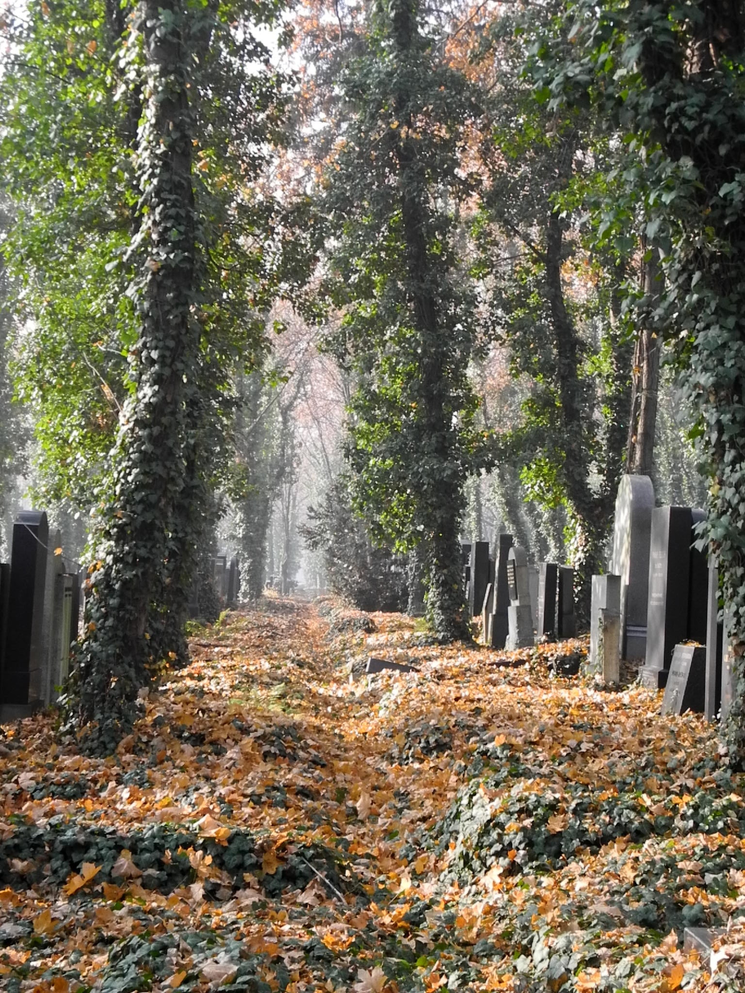 1080P, cemetery, scenics - nature, tranquility, gods acre, grave, tree, the way forward, non-urban scene, architecture, plant, jewish cemetery, day, tranquil scene, Phone HD Wallpaper