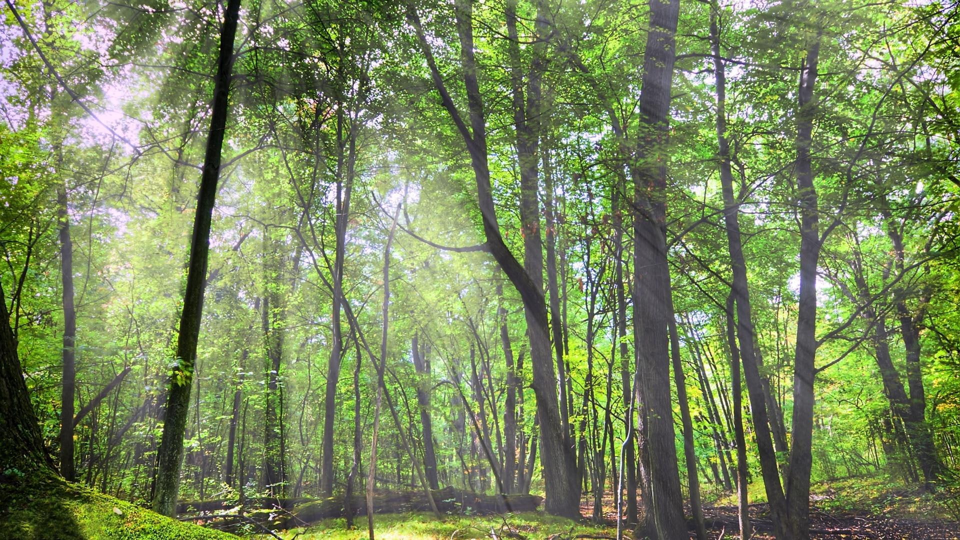 3d and abstract, 1080P, forest, morning, morning sun, trees, shine, HD Wallpaper
