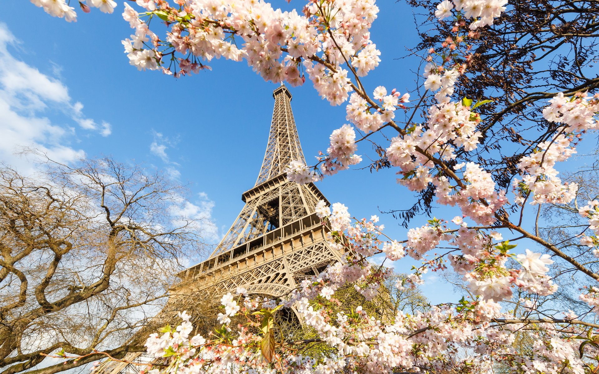 Blossom, Paris, Man Made, 1080P, Eiffel Tower, Pink Flower, Monuments, Spring, France, Monument, HD Wallpaper