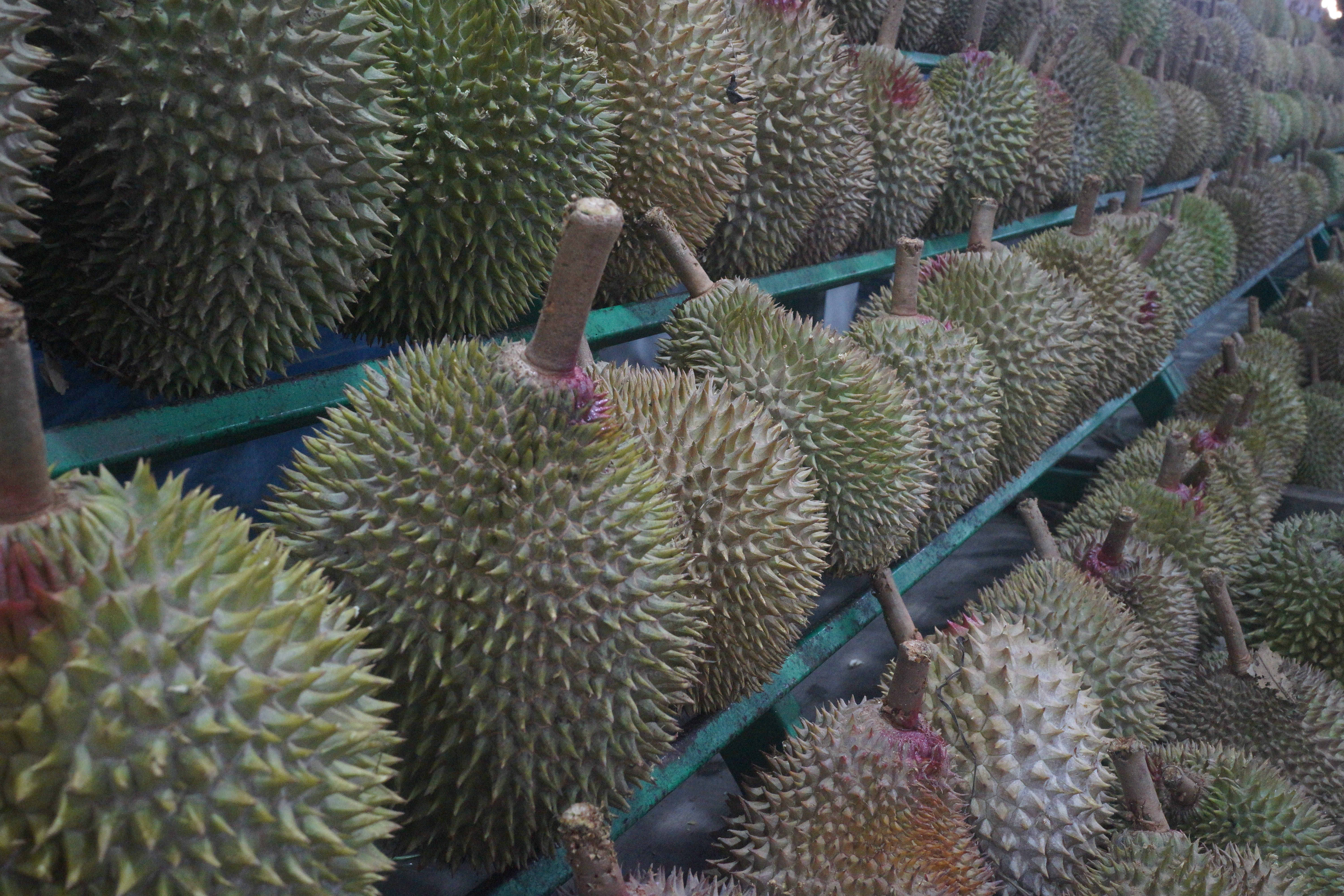 food and drink, no people, abundance, durian fruit, plant, day, king of fruits, nature, spiked, green color, retail, thorn, fruit, outdoors, thorny fruit, HD Wallpaper