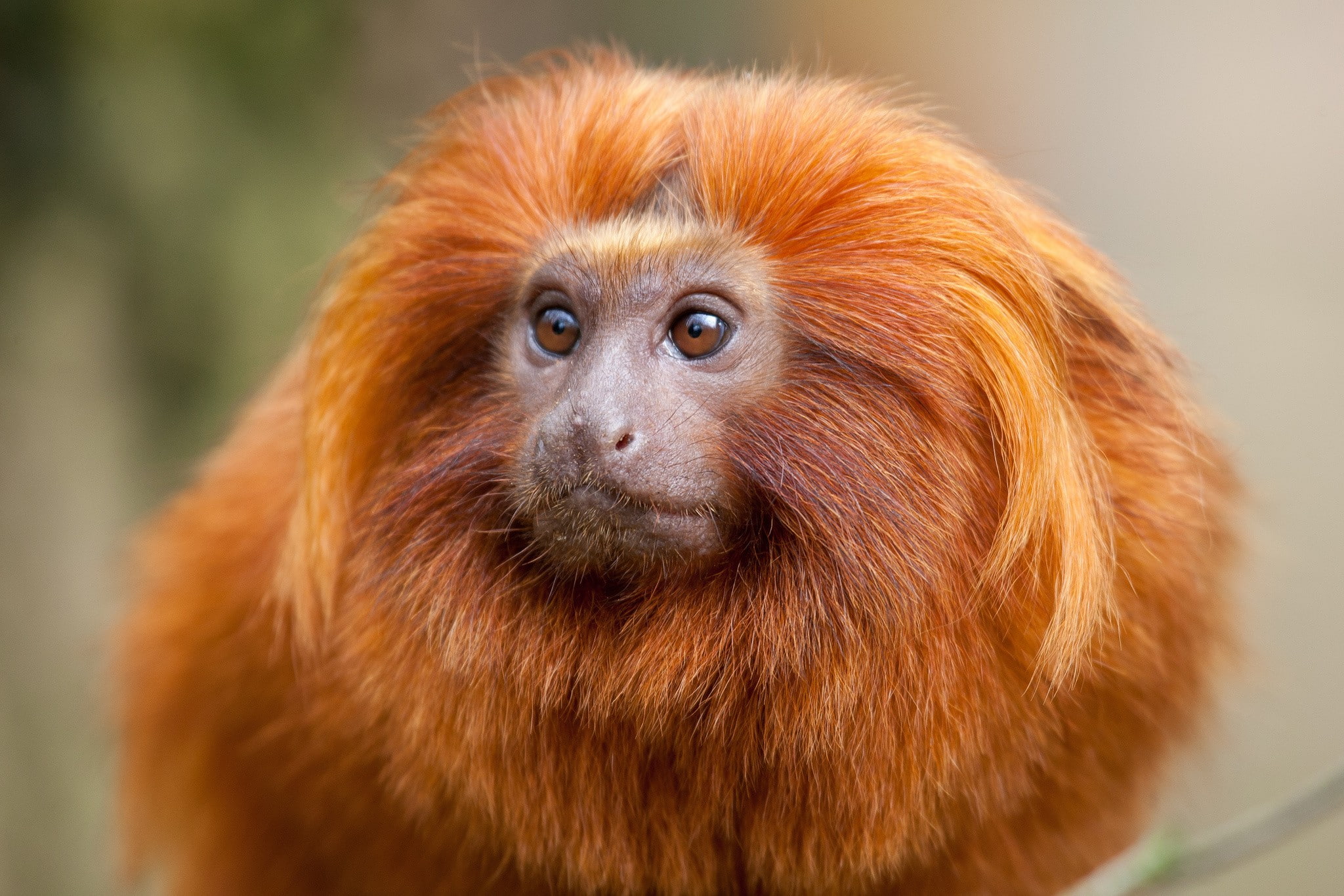 nature, monkey, 1080P, animals, HD Wallpaper