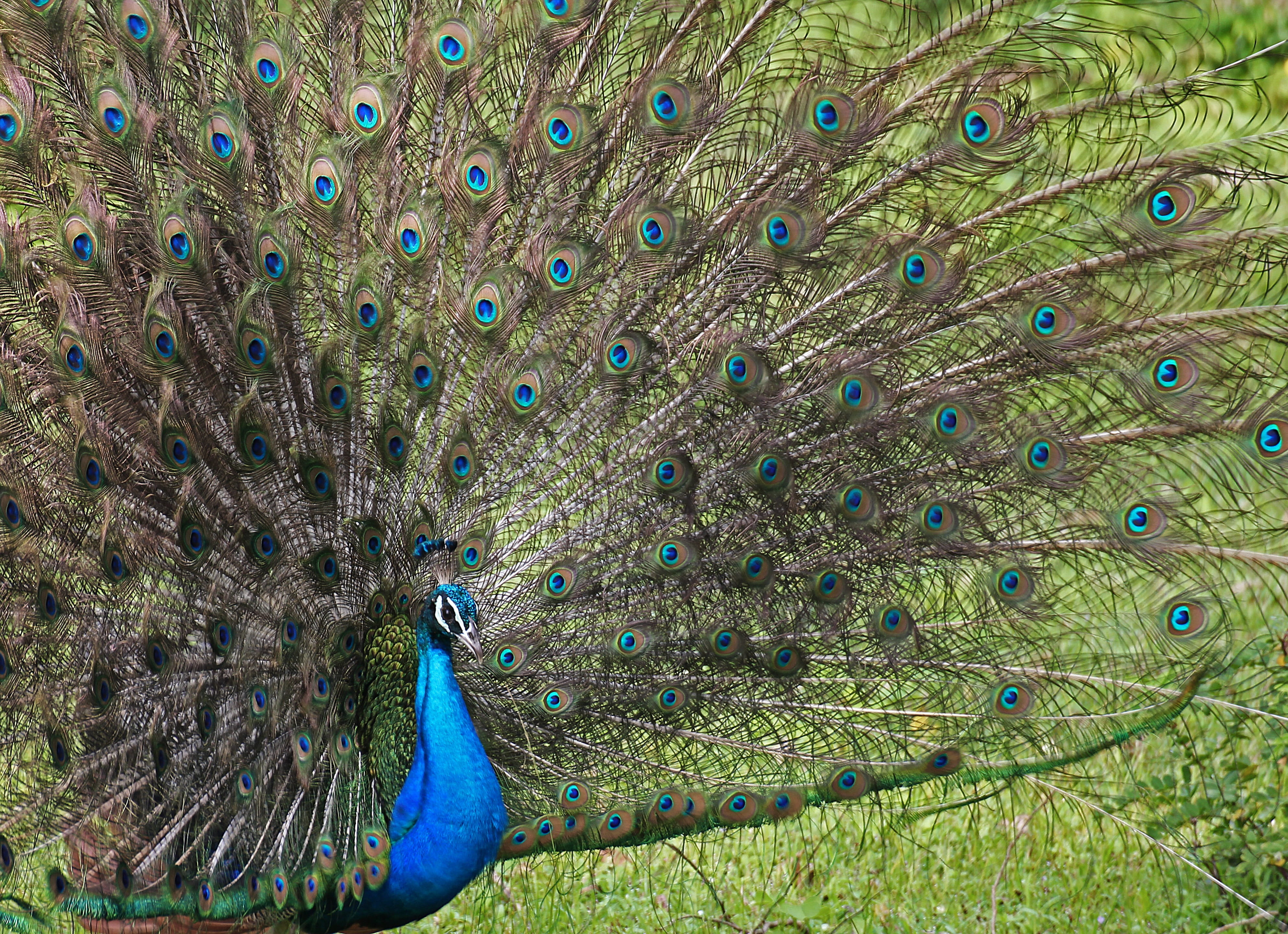 dress up, animal wildlife, beauty, bird, the grandeur of the, feather, green color, vertebrate, 4K, animal head, close-up, beauty in nature, fan, hen, HD Wallpaper
