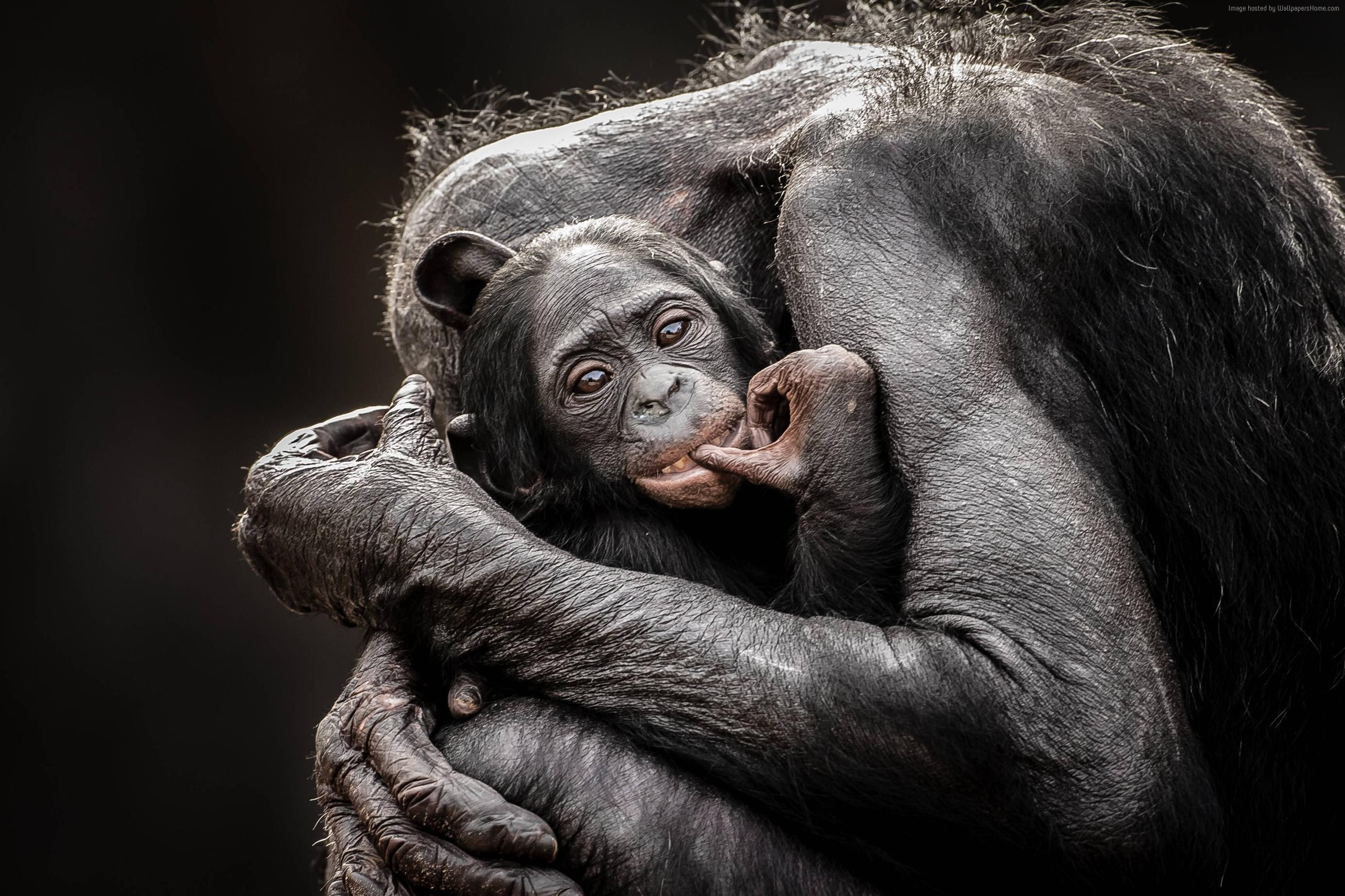 2K, Hugs, Baby, National Geographics, Monkey, HD Wallpaper