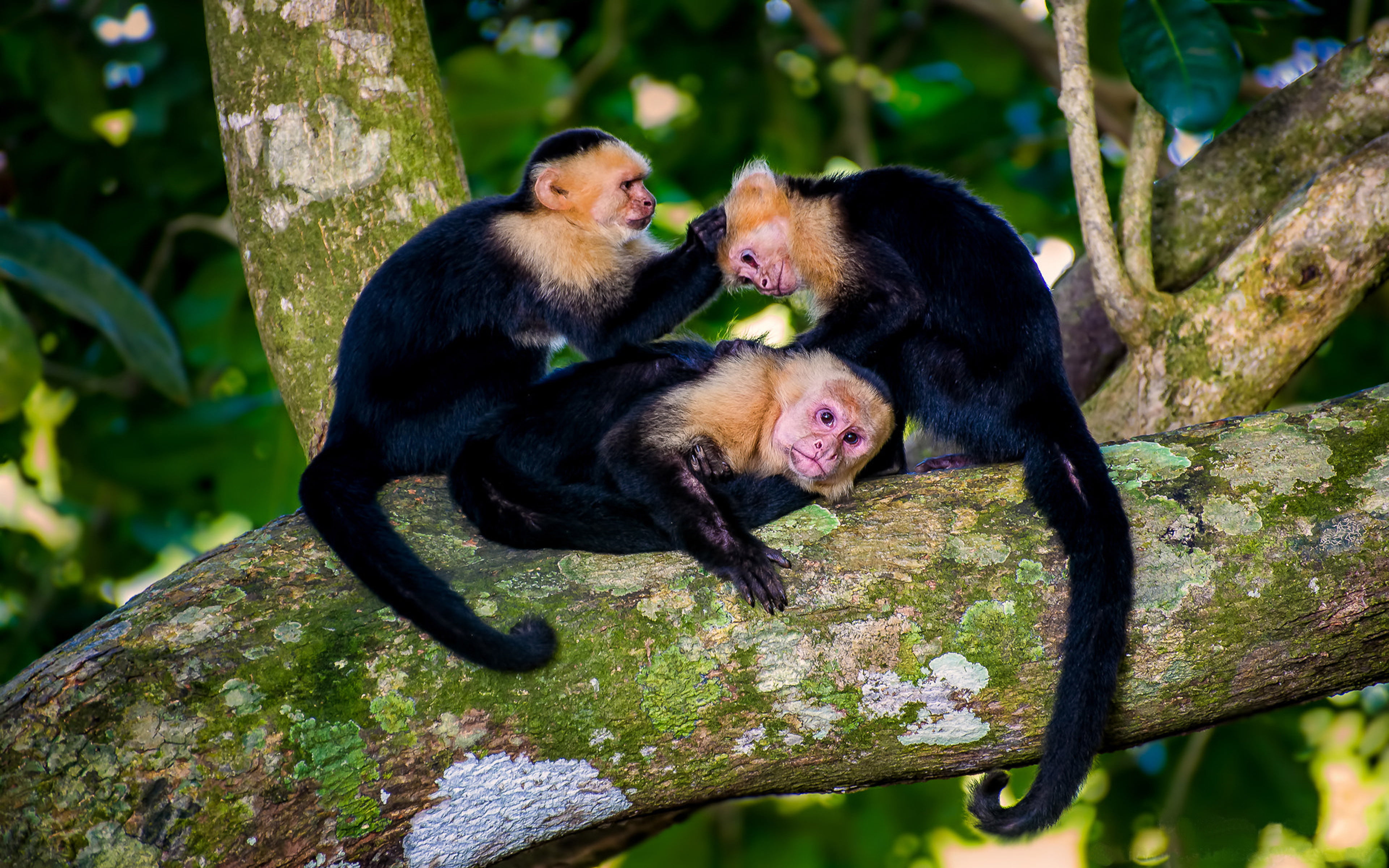 animals in the wild, outdoors, animal family, cebidae, baby, cebinae, young animal, branch, care, national, family, manuel, young, animal themes, primate, HD Wallpaper