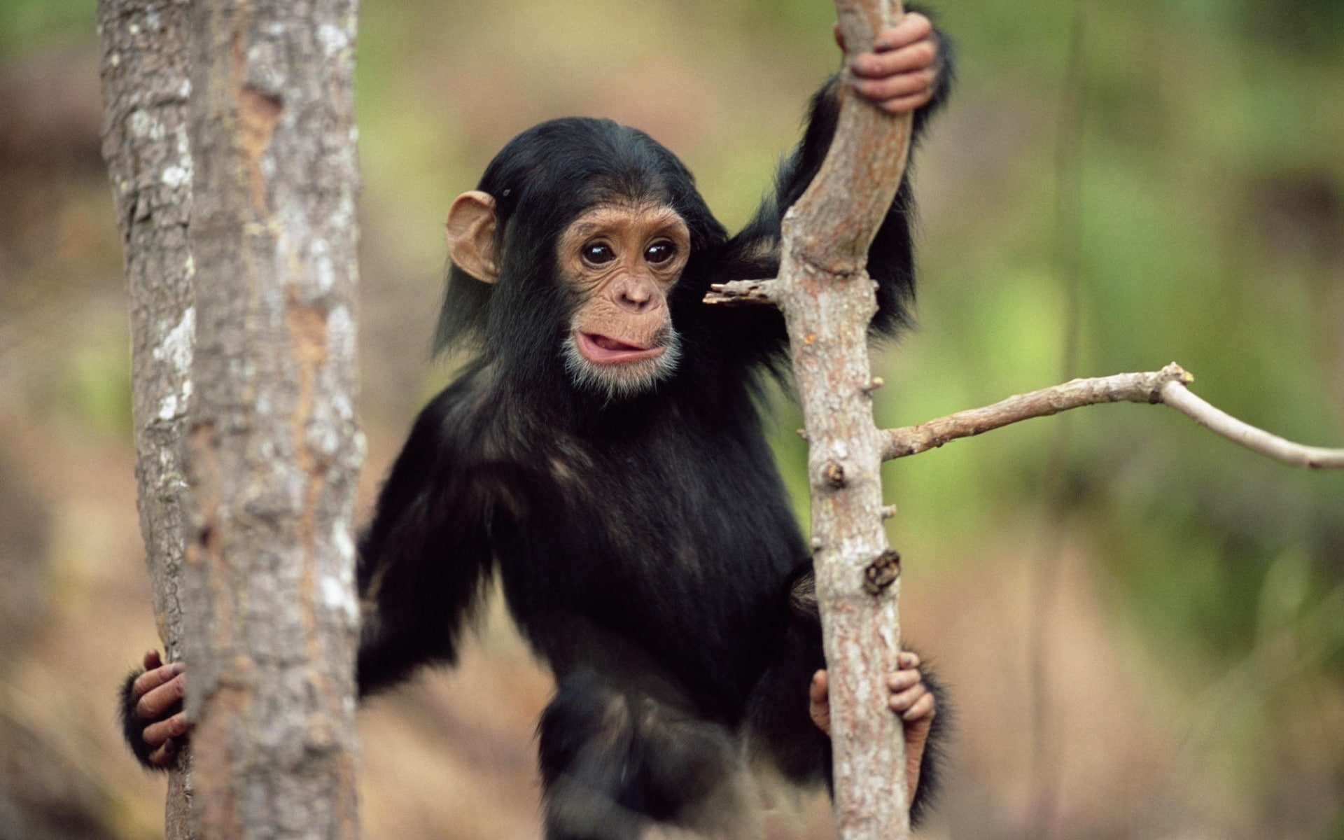 jungle, baby, monkey, 1080P, black, HD Wallpaper
