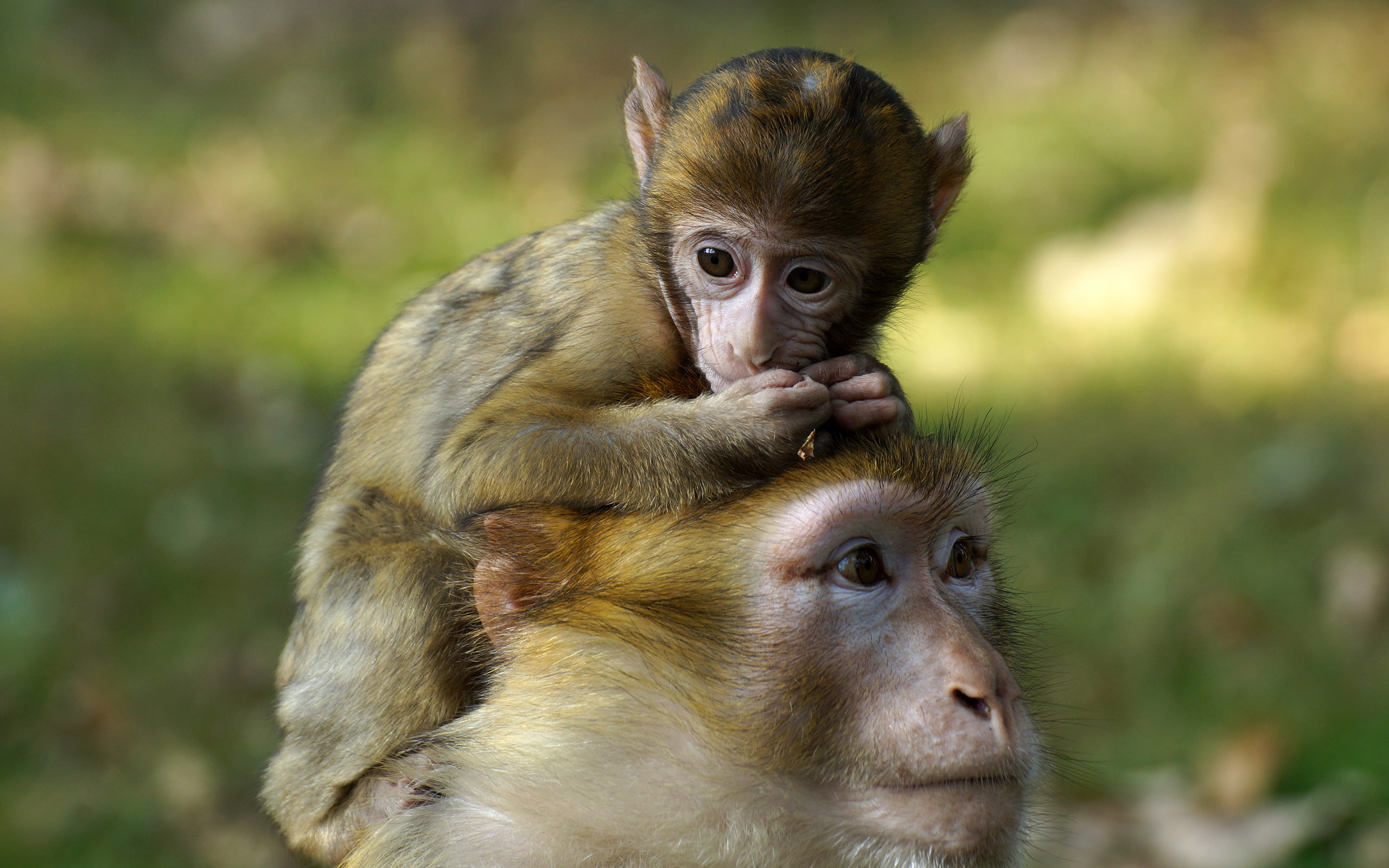 monkey, hd, 2K, animals, baby, HD Wallpaper