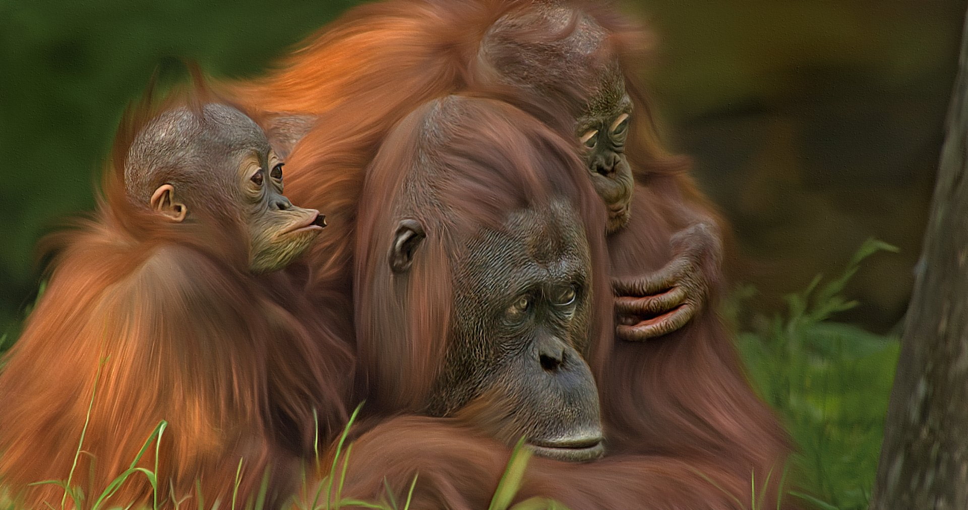1080P, Artistic, Money, Baby Animal, Orangutan, Monkeys, Primate, HD Wallpaper