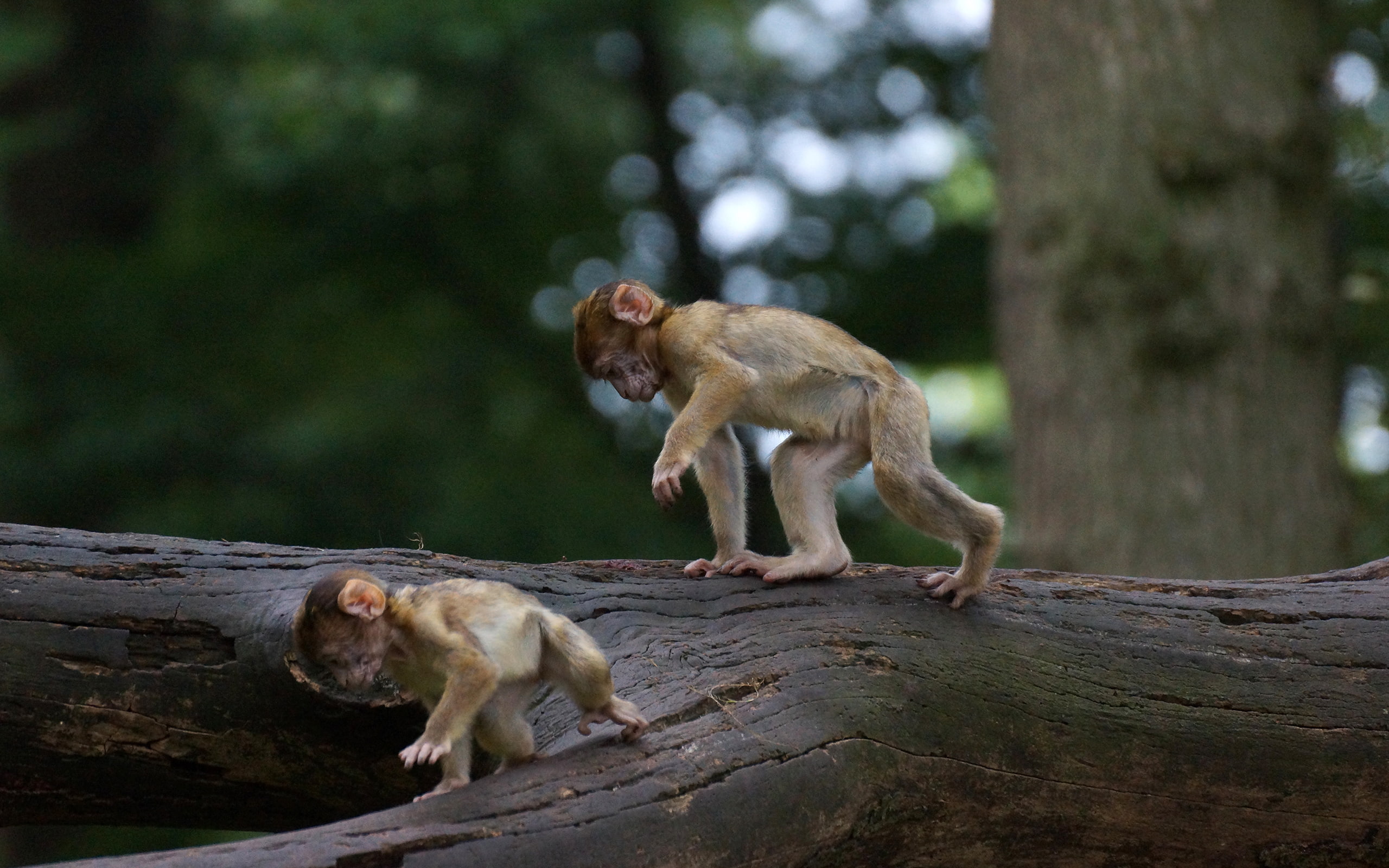 hd, baby, animals, log, 2K, monkey, HD Wallpaper