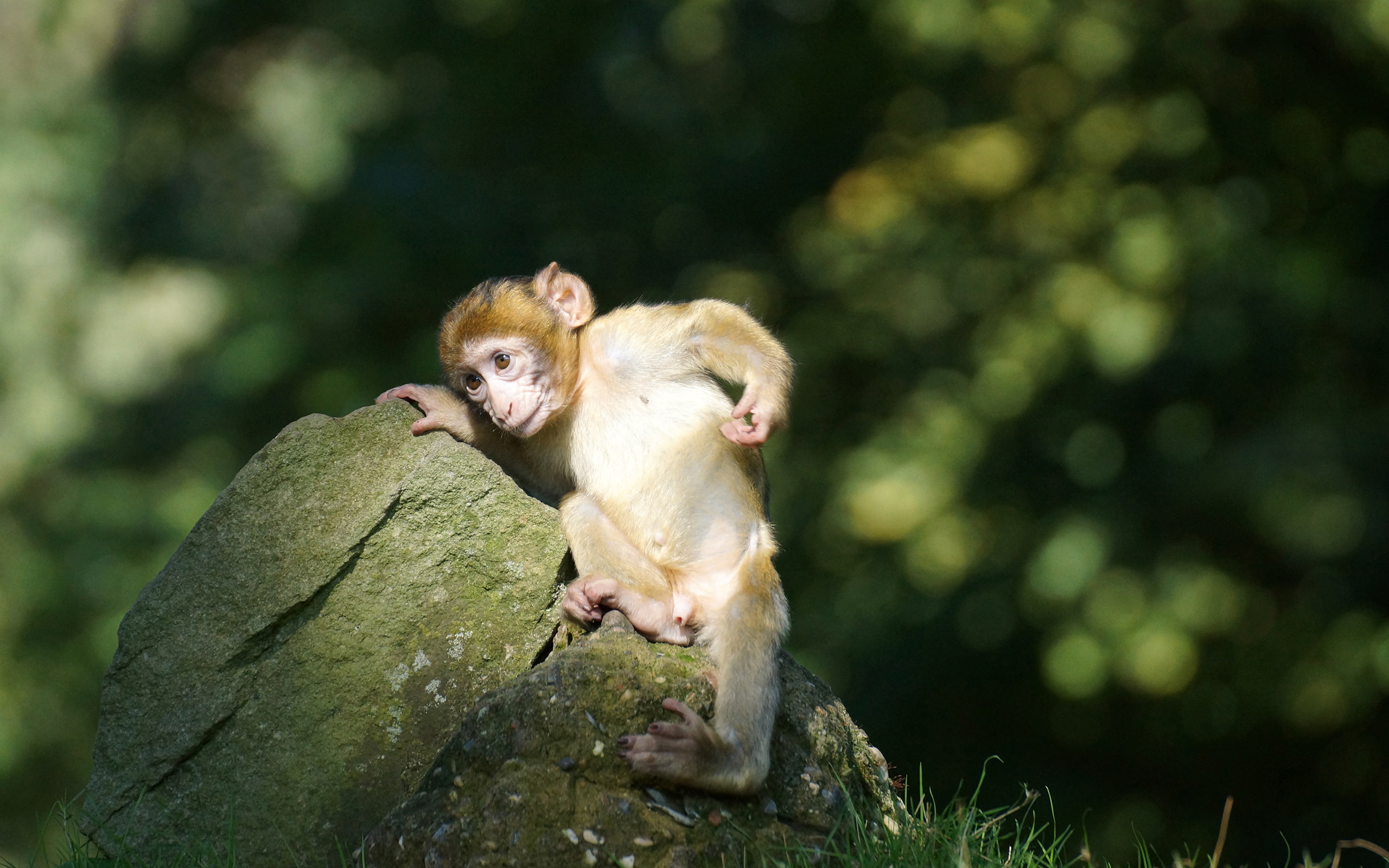 monkey, animals, baby, 2K, stone, hd, rock, HD Wallpaper