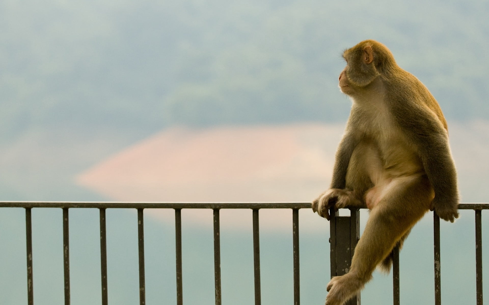 day, fur, animal wildlife, one Animal, young Animal, mother, close-up, 1080P, fence, baby, cute, vertebrate, railing, outdoors, asia, looking away, metal, HD Wallpaper