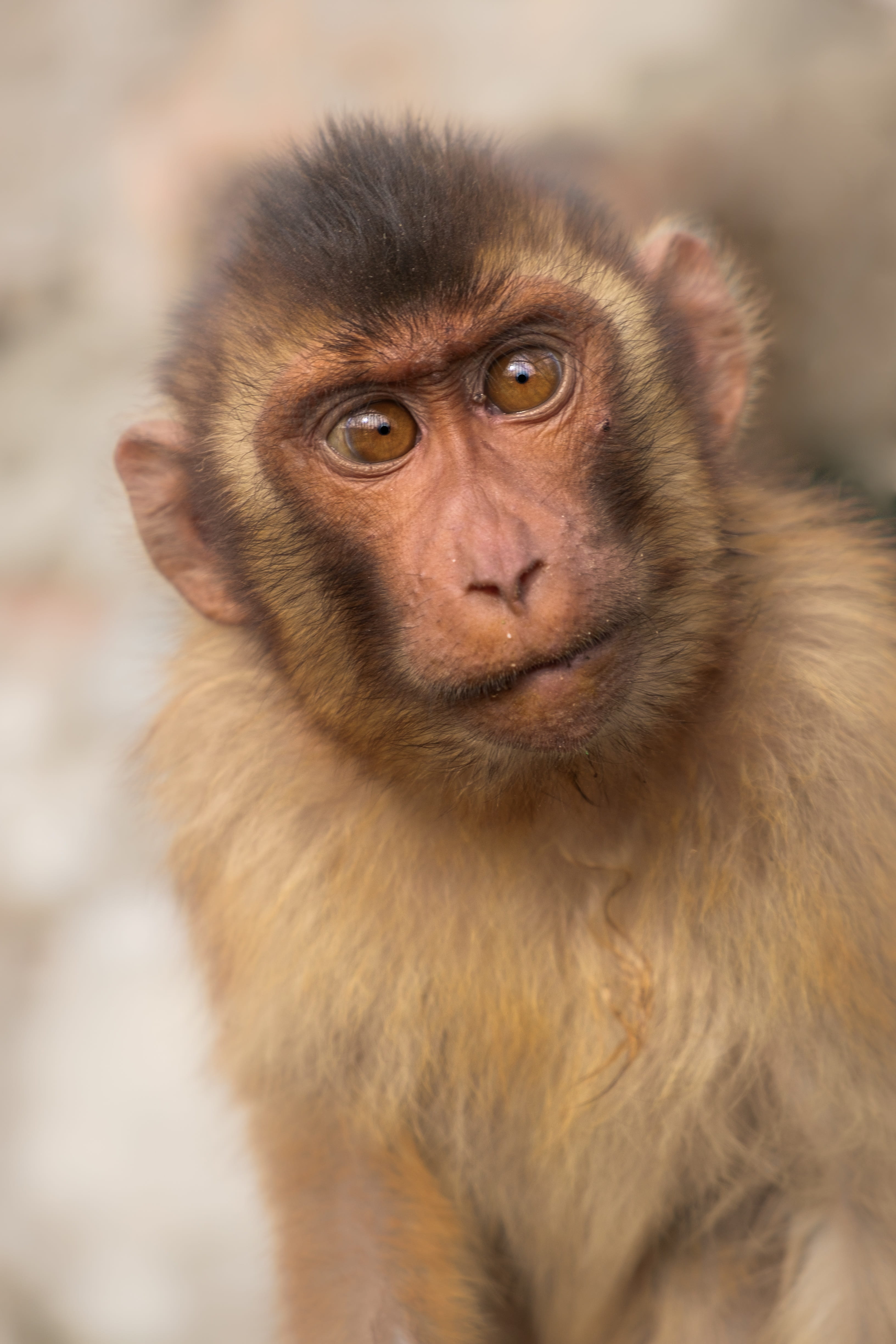 animal wildlife, looking at camera, baby, monkey, macaque, vertebrate, portrait, ape, primary, focus on foreground, animal body part, close-up, one animal, Phone HD Wallpaper