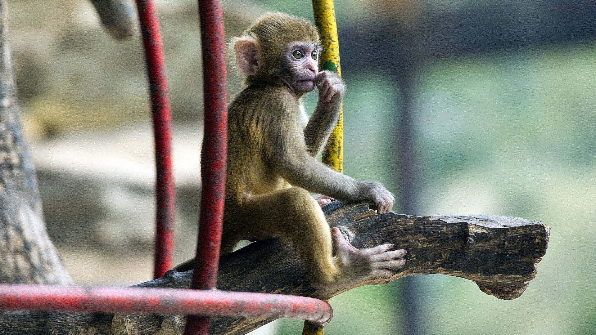 animal, indonesia, tree, primate, sitting, no people, macaque, one animal, curiosity, outdoors, focus on foreground, zoo, animal wildlife, young Animal, HD Wallpaper