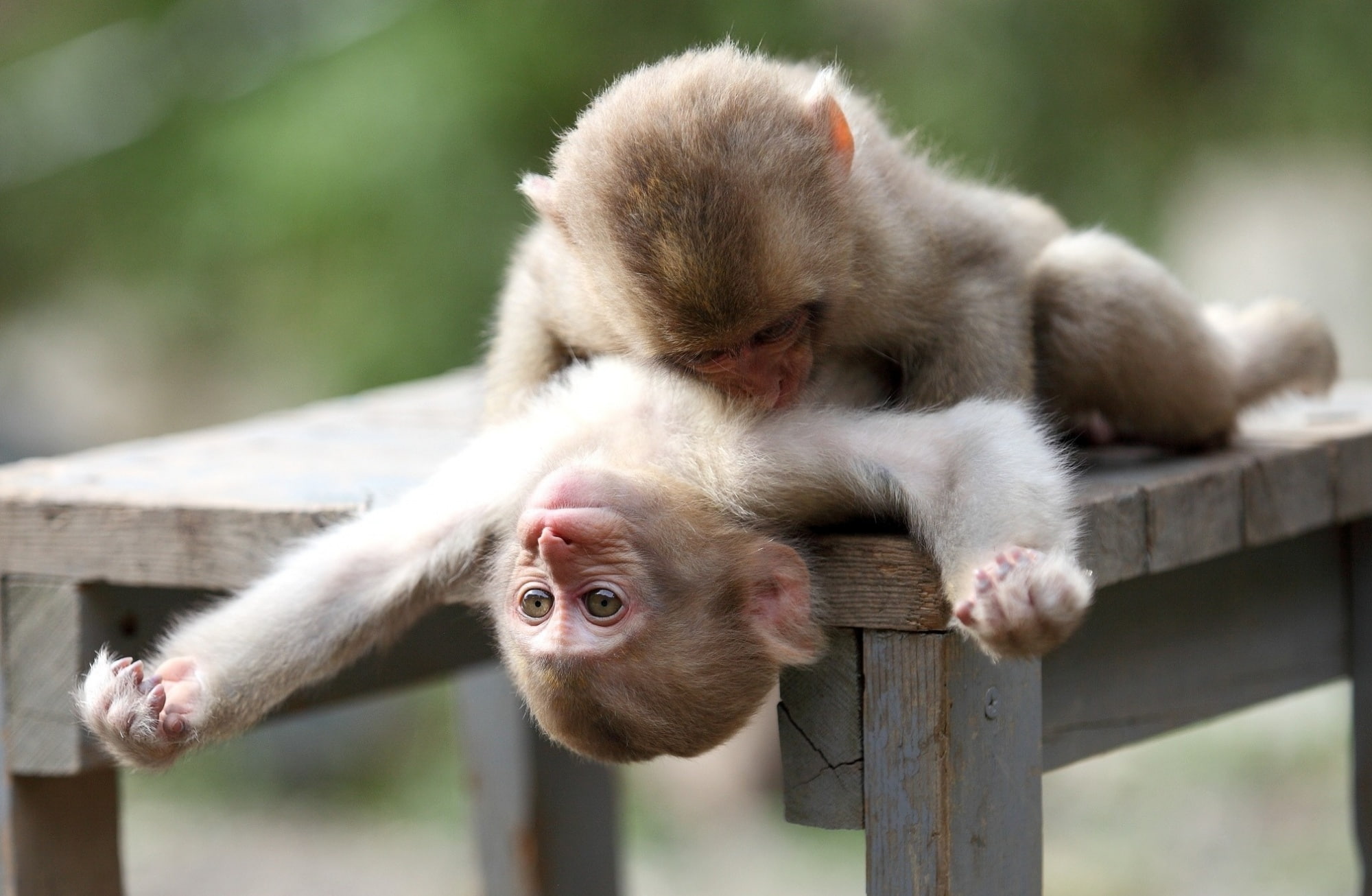 group of animals, railing, 1080P, people, animals in the wild, monkey, focus on foreground, two animals, two, positive emotion, monkeys, care, outdoors, HD Wallpaper