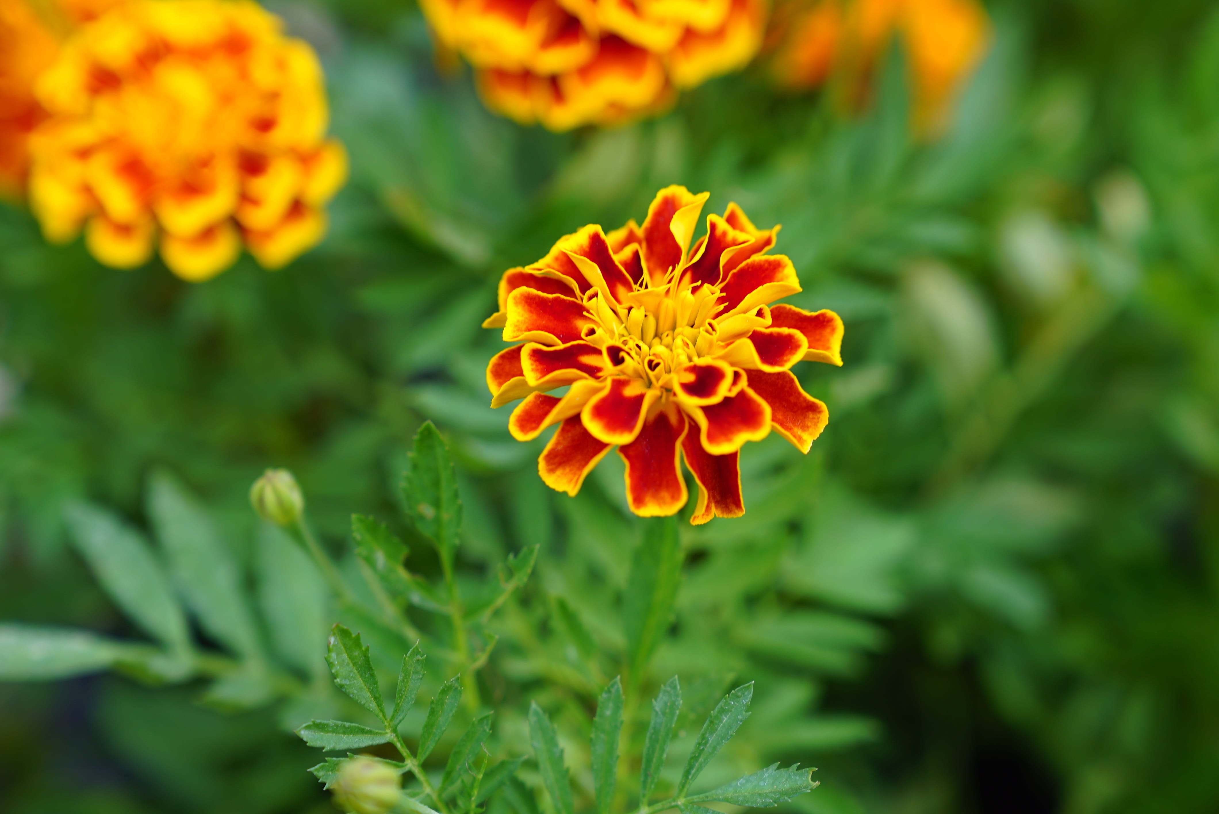 day, outdoors, freshness, petal, marigold, nature, flowers, flower head, green color, malaysian, close-up, selective focus, 4K, inflorescence, orange color, HD Wallpaper