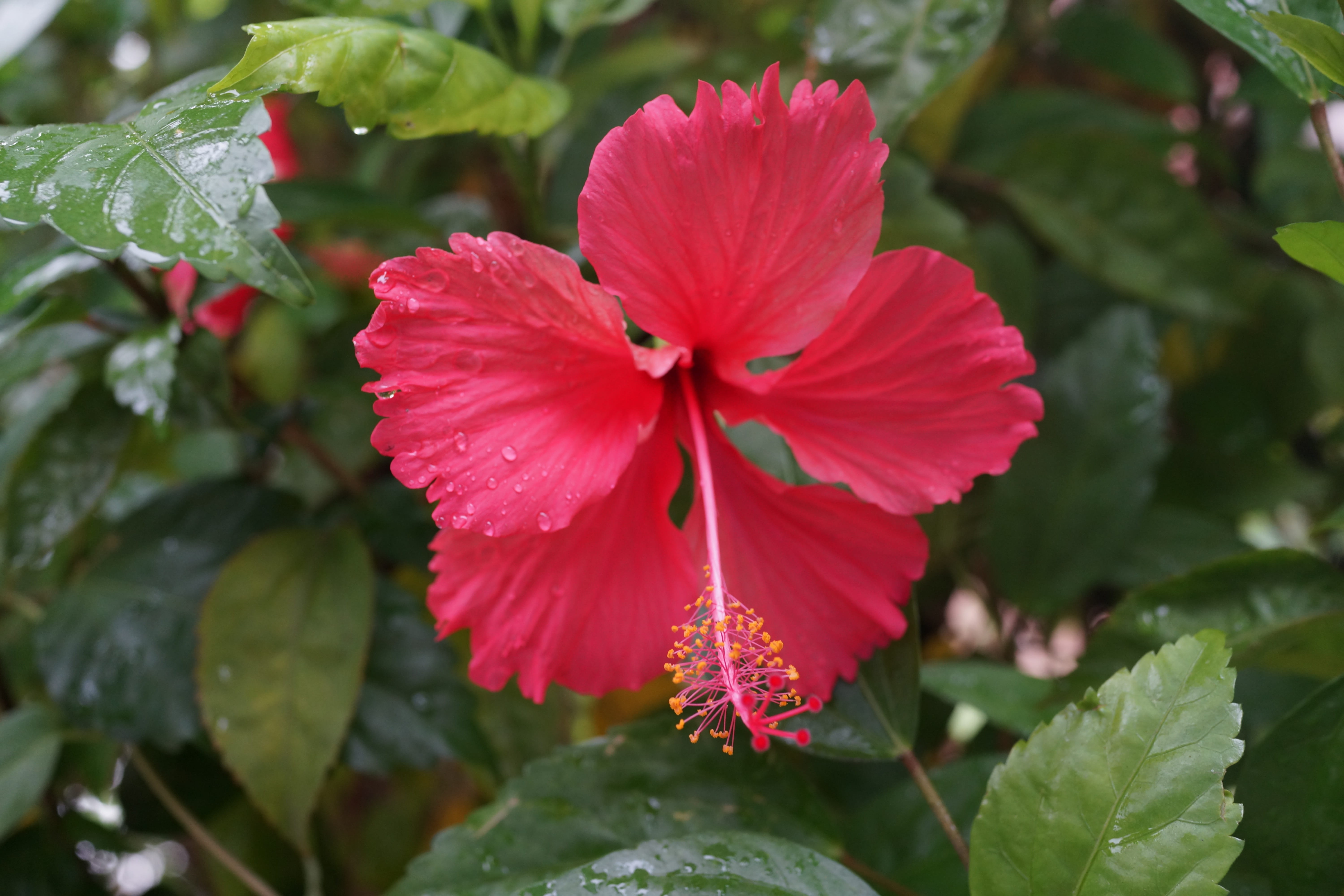 beauty in nature, flowering plant, no people, inflorescence, malaysian, nursery, freshness, close-up, flower head, hibiscus, leaf, plant part, vulnerability, HD Wallpaper