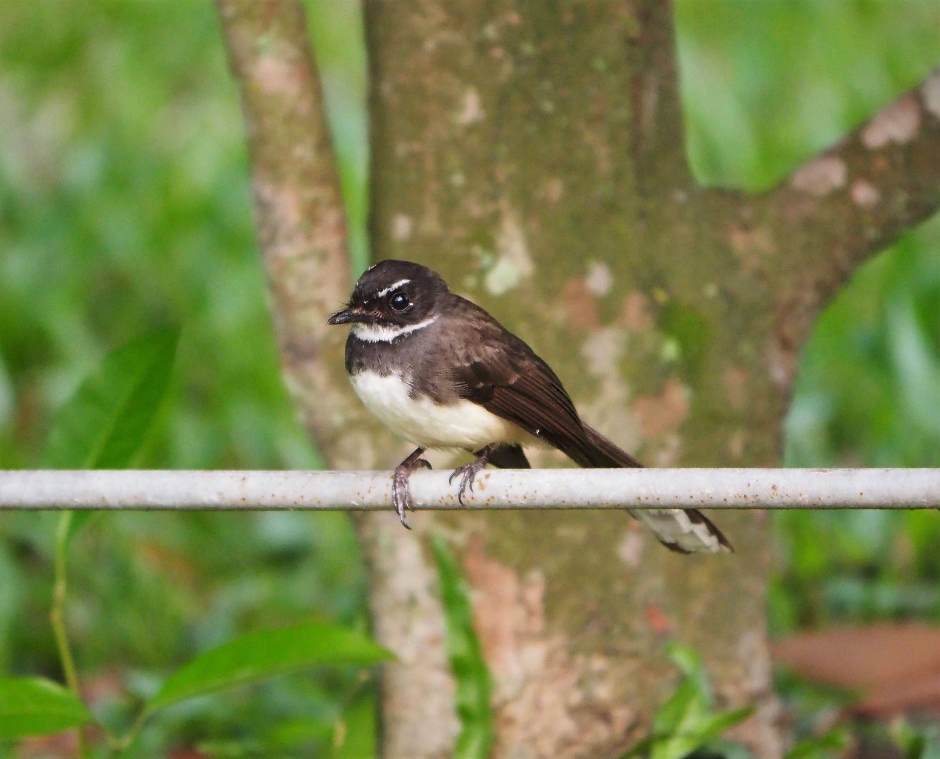 2K, little, branch, nature, wild, no people, outdoors, vertebrate, boundary, animal themes, sit, cute, malaysian, wing, feather, day, fan-tail, full length, HD Wallpaper