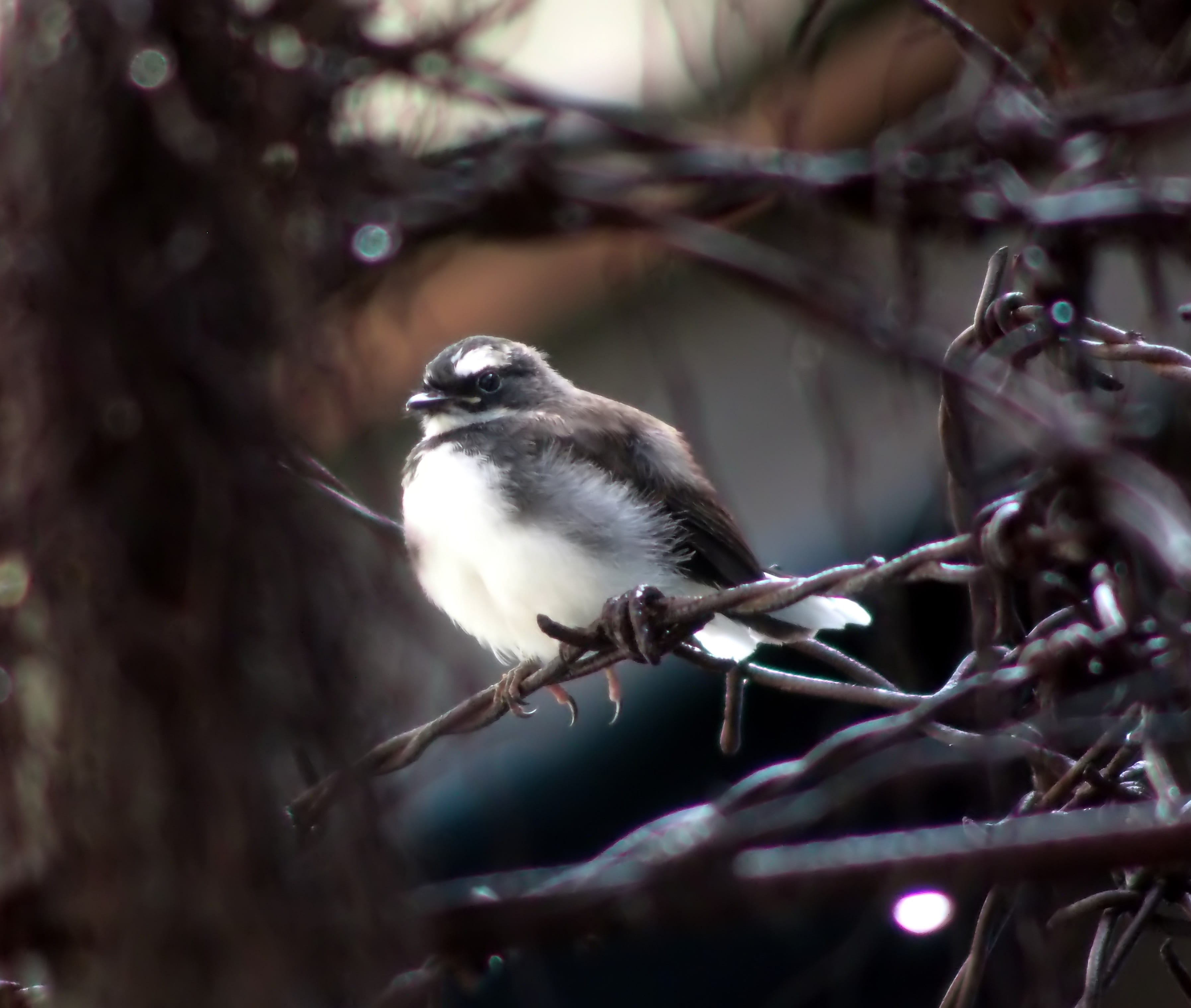 playful, close-up, young, plant, 2K, branch, day, small, little, juvenile, no people, perching, animal wildlife, one animal, focus on foreground, avian, HD Wallpaper