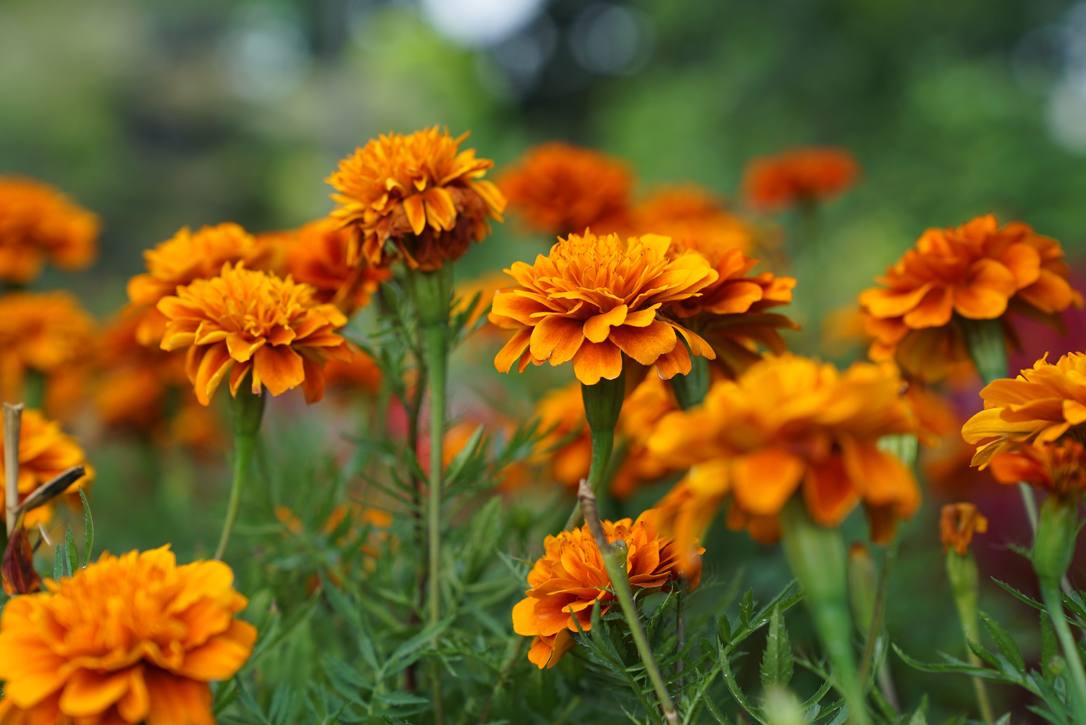 vulnerability, beauty in nature, flowering plant, inflorescence, selective focus, flower head, pollen, focus on foreground, close-up, field, outdoors, flower, HD Wallpaper
